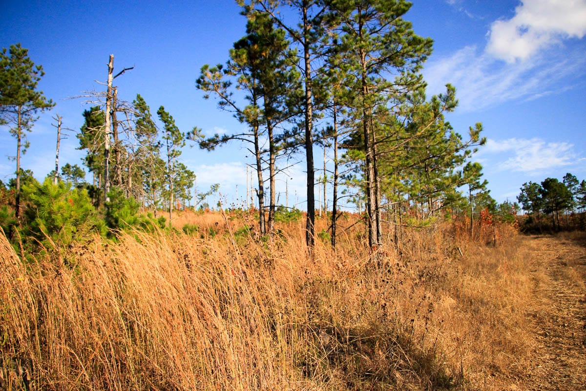 Stone Creek Phase III Tract 14 photo 4