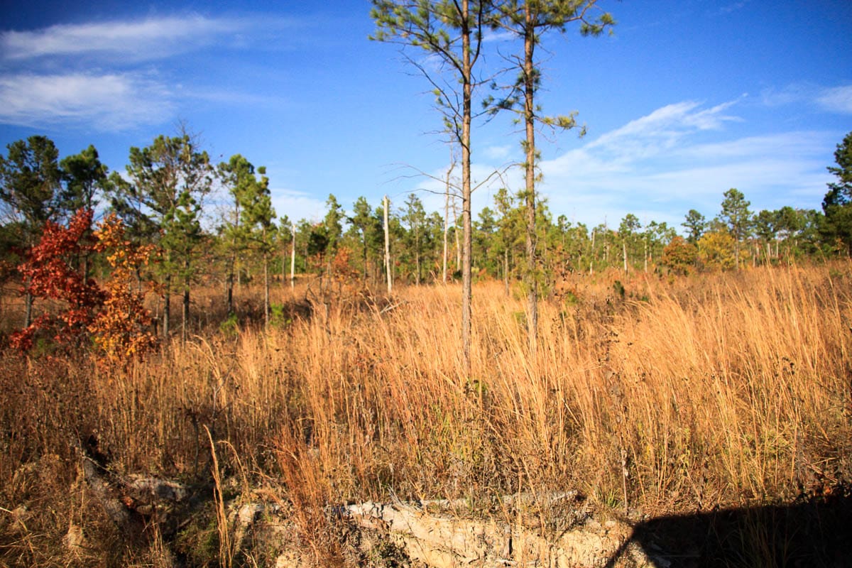Stone Creek Phase III Tract 14 photo 6