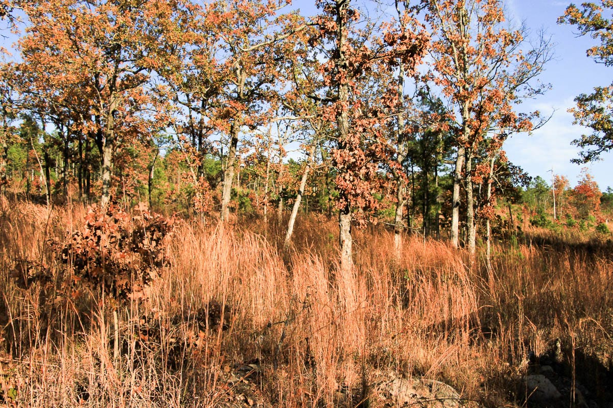 Stone Creek Phase III Tract 14 photo 14