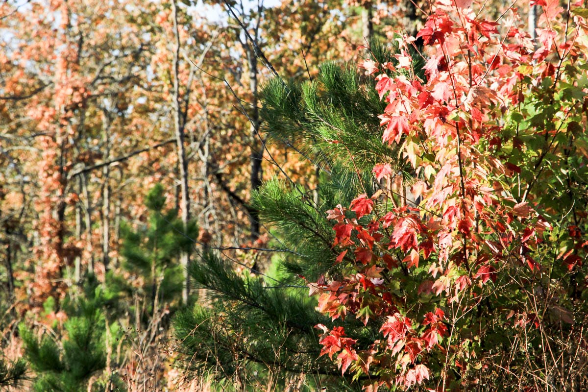 Stone Creek Phase III Tract 14 photo 19