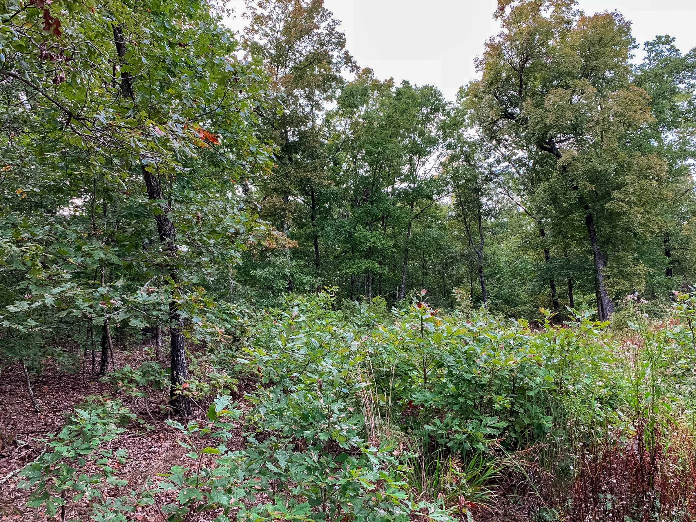 Wagon Wheel Ranch Tract 31 photo 3