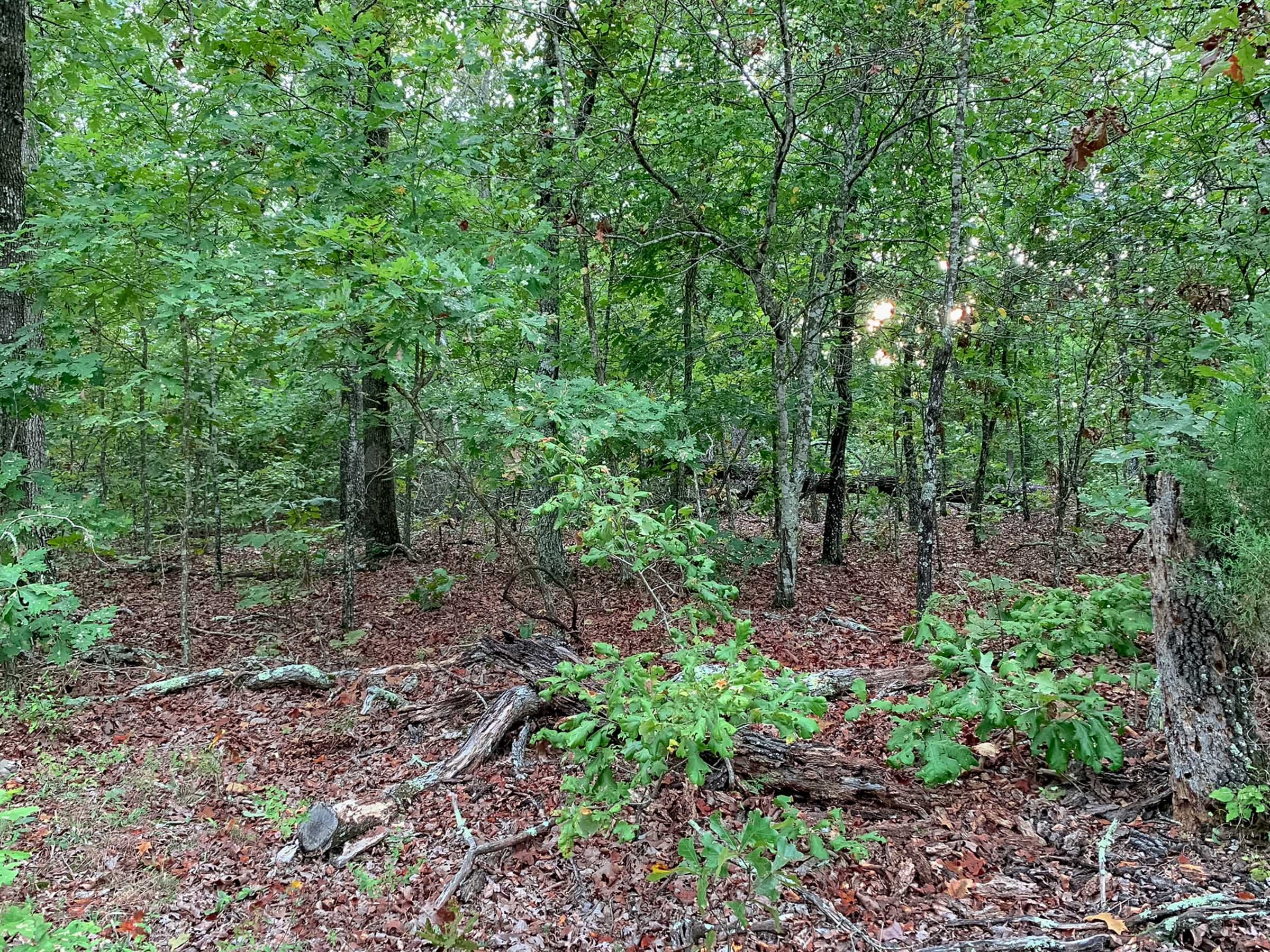 Wagon Wheel Ranch Tract 31 photo 4