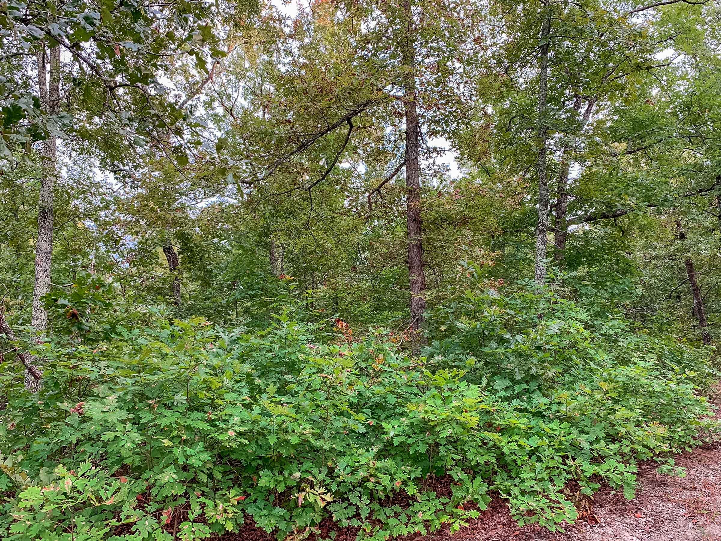 Wagon Wheel Ranch Tract 31 photo 6
