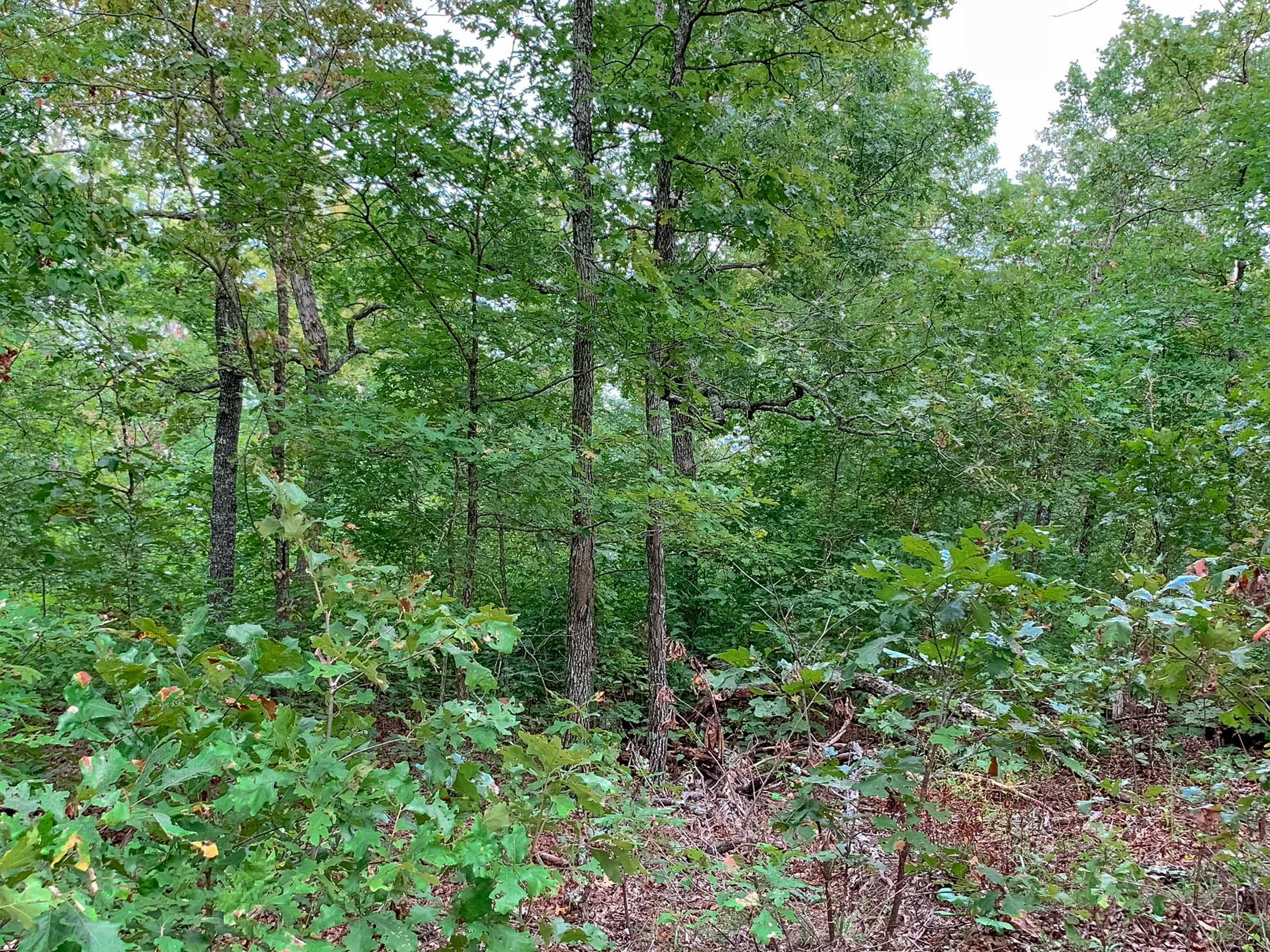 Wagon Wheel Ranch Tract 31 photo 8