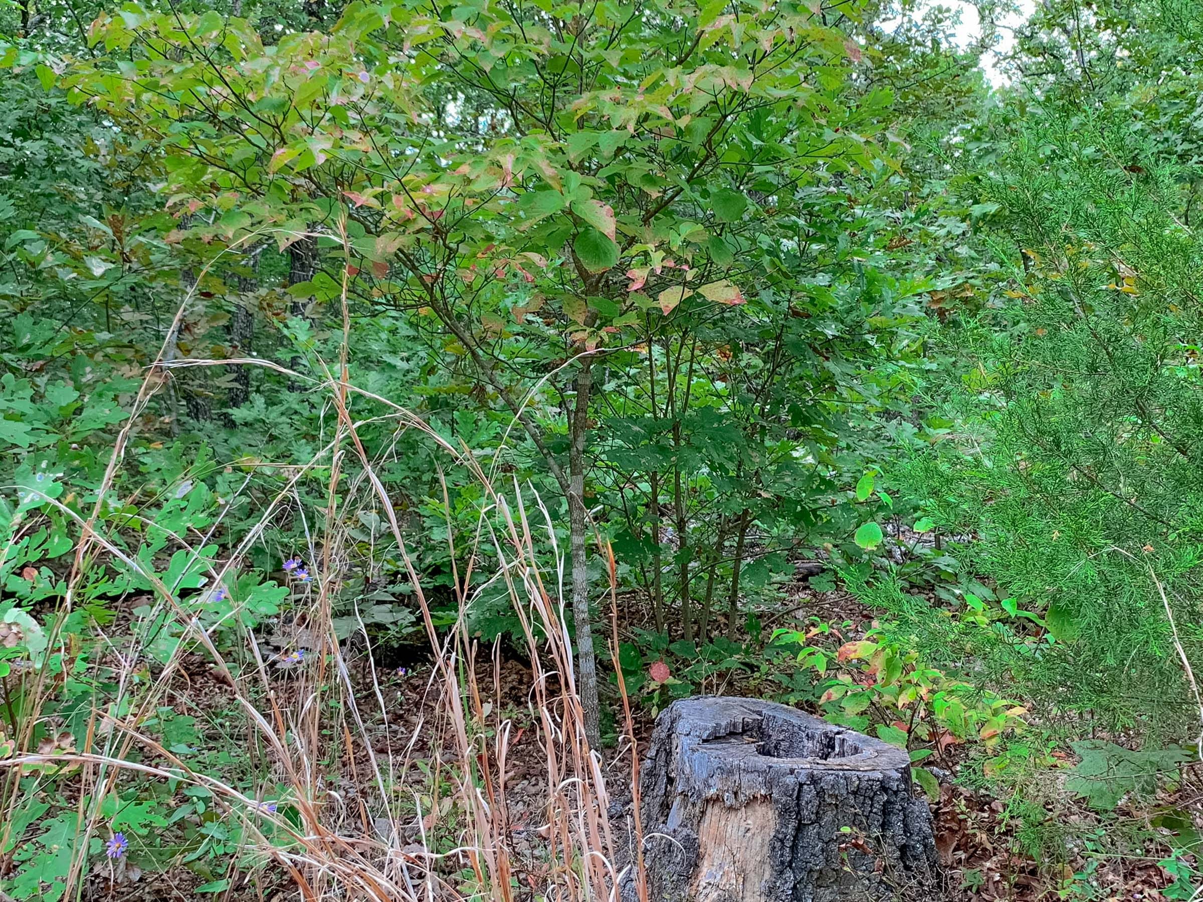 Wagon Wheel Ranch Tract 31 photo 9
