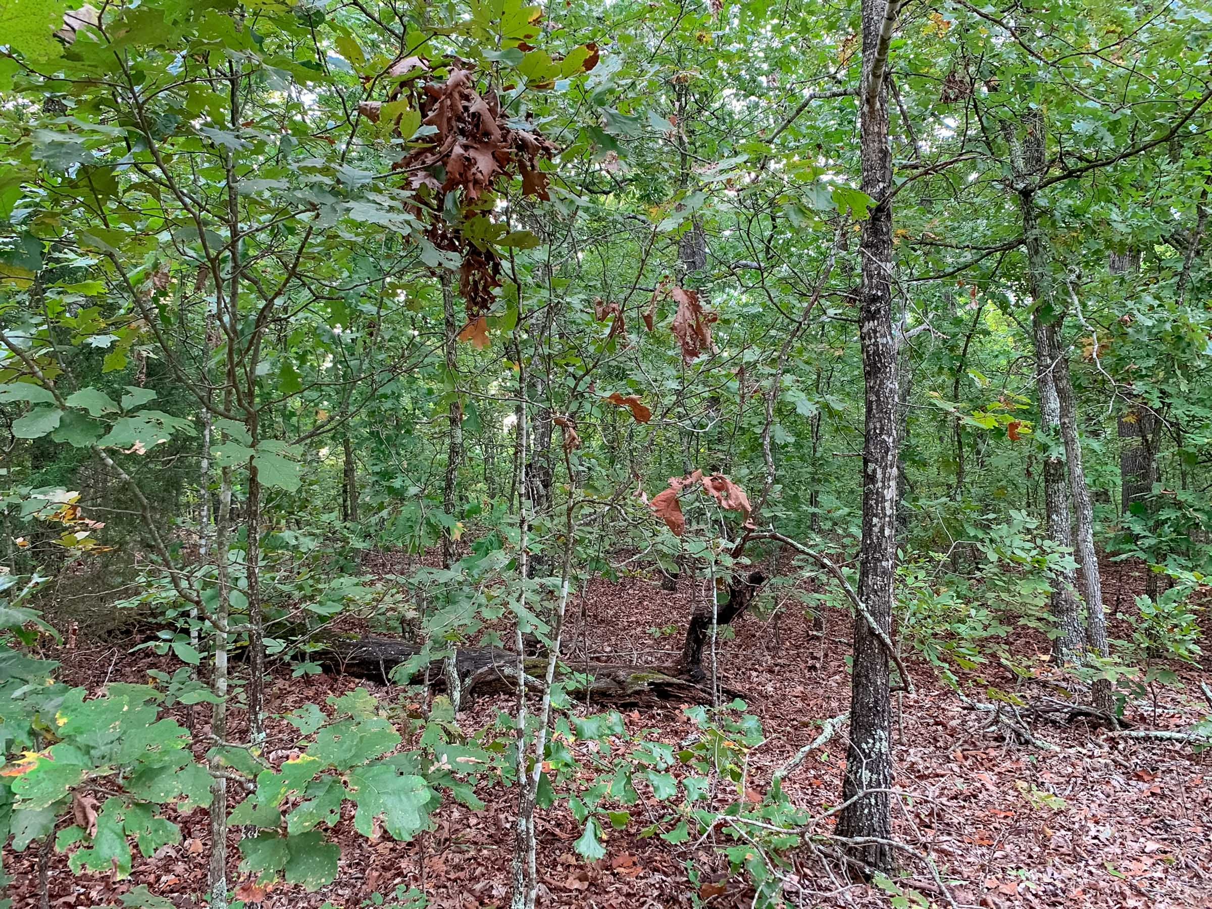Wagon Wheel Ranch Tract 31 photo 12