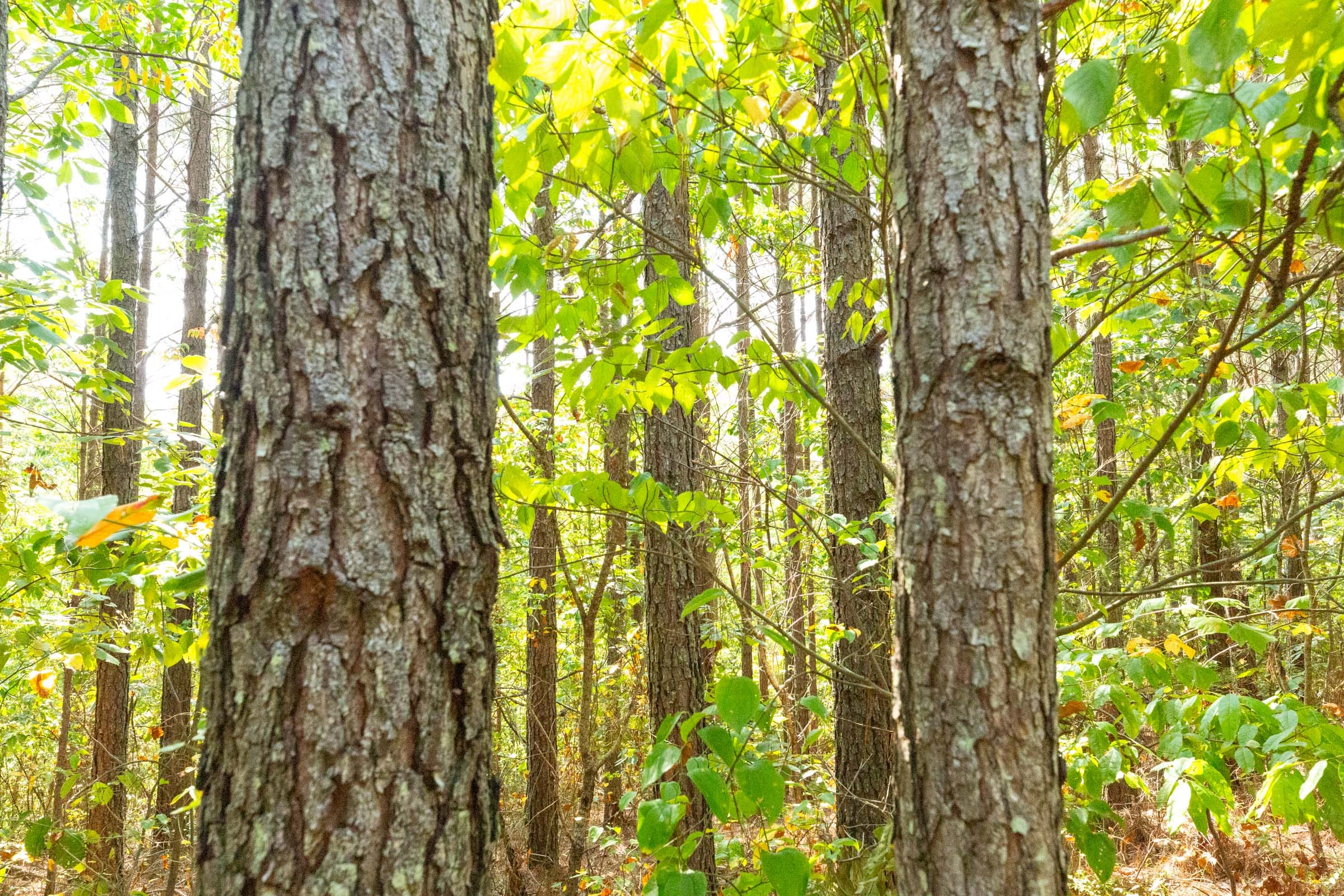 Harvest Ridge Tract 13 photo 2