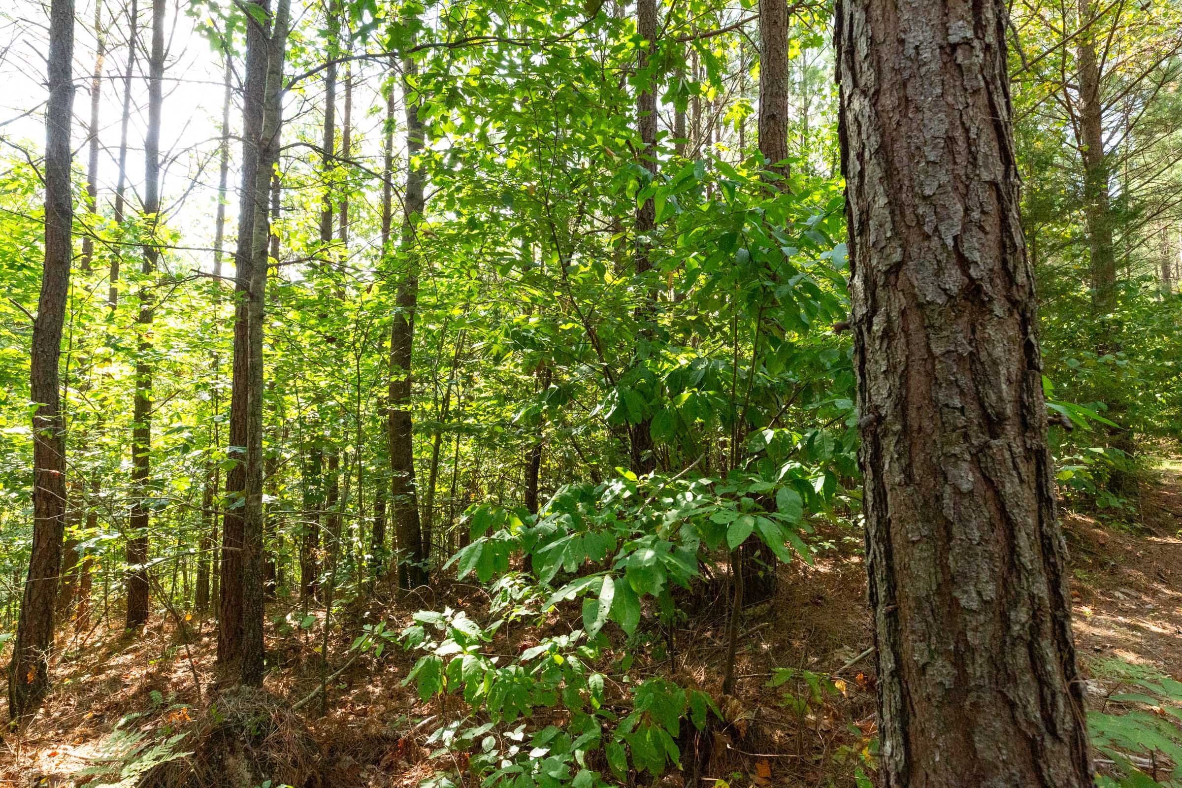 Harvest Ridge Tract 13 photo 3