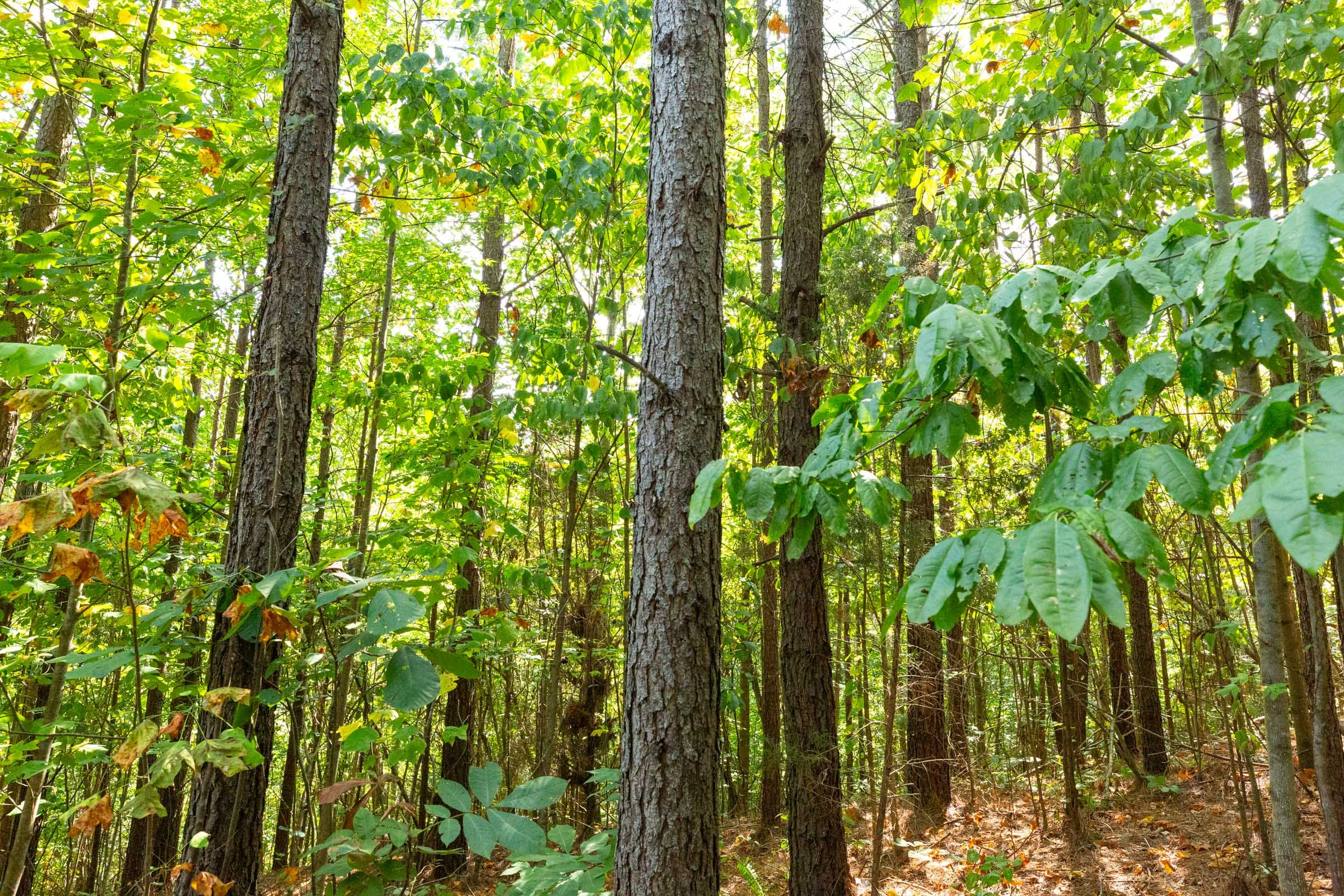 Harvest Ridge Tract 13 photo 4