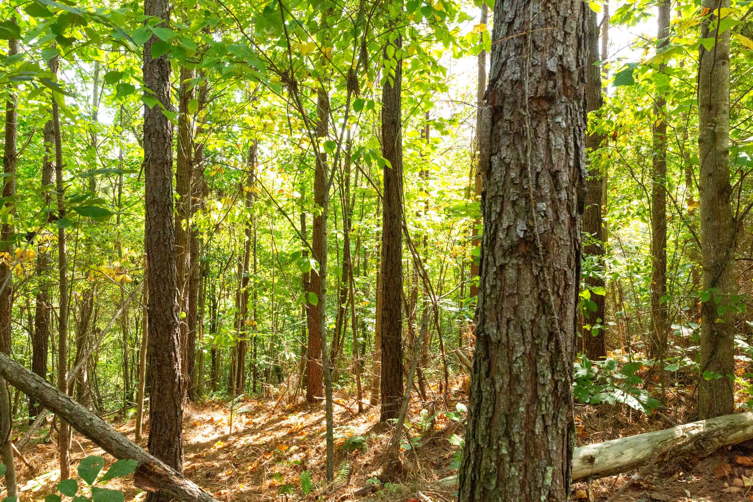 Harvest Ridge Tract 13 photo 5
