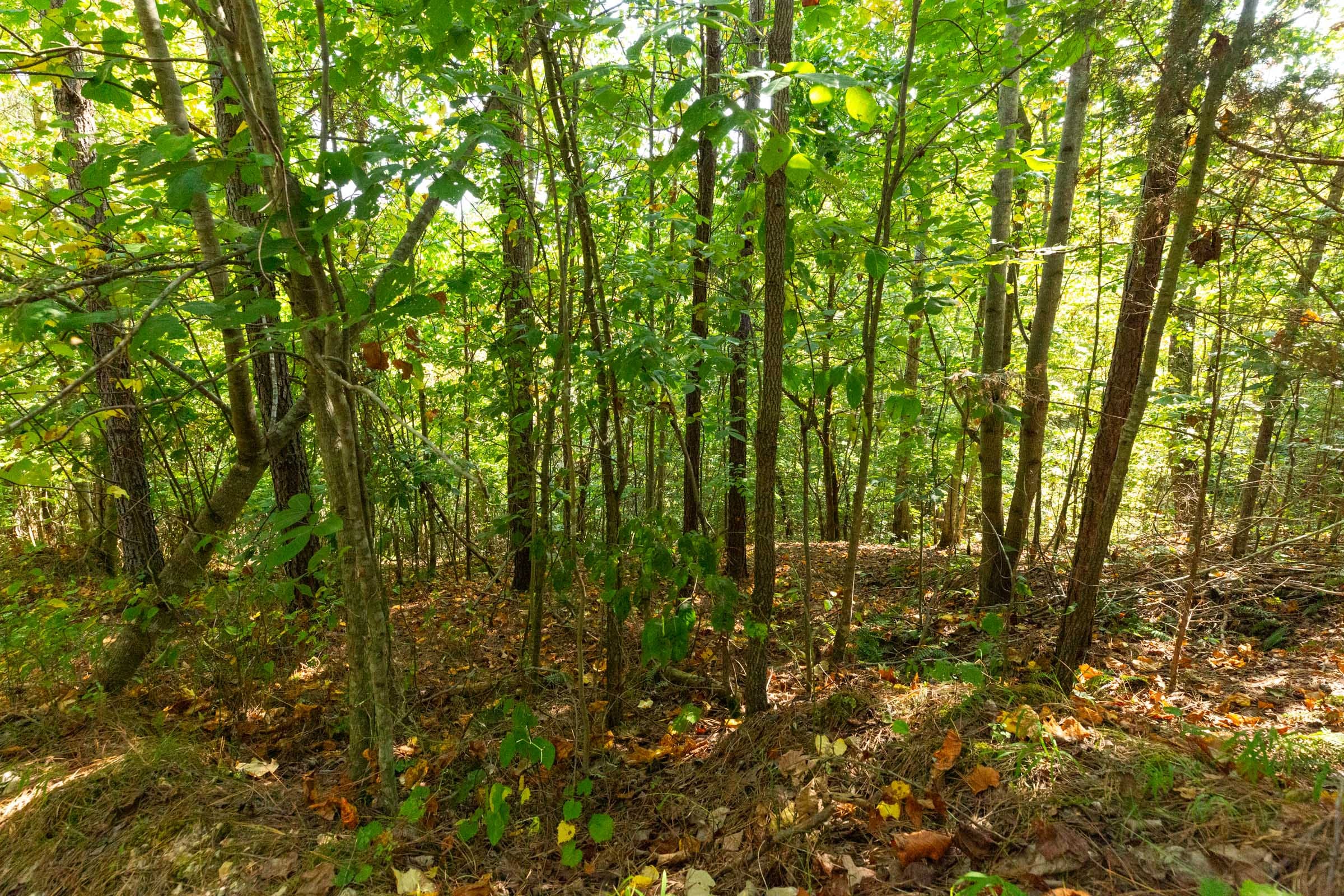 Harvest Ridge Tract 13 photo 6