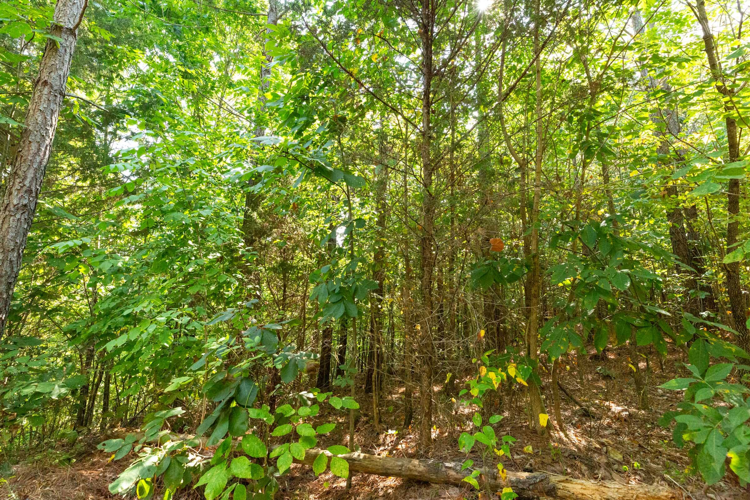 Harvest Ridge Tract 13 photo 7
