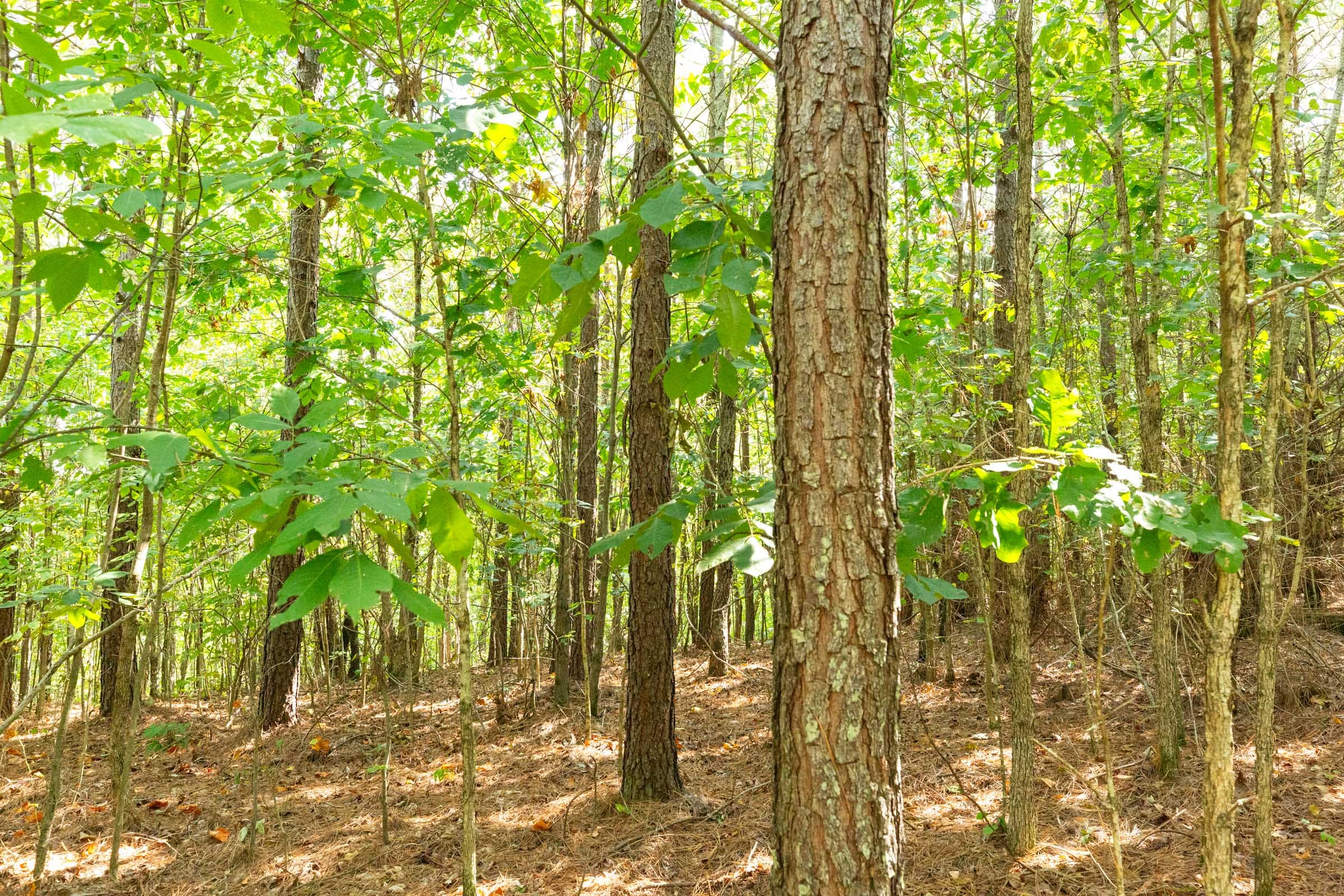 Harvest Ridge Tract 13 photo 8