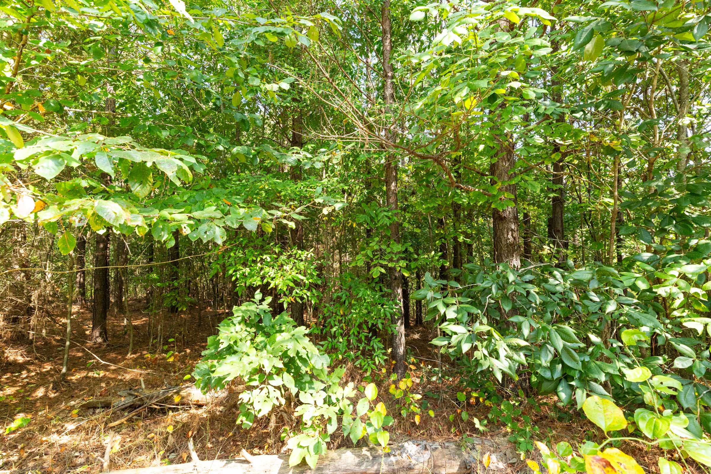 Harvest Ridge Tract 13 photo 14