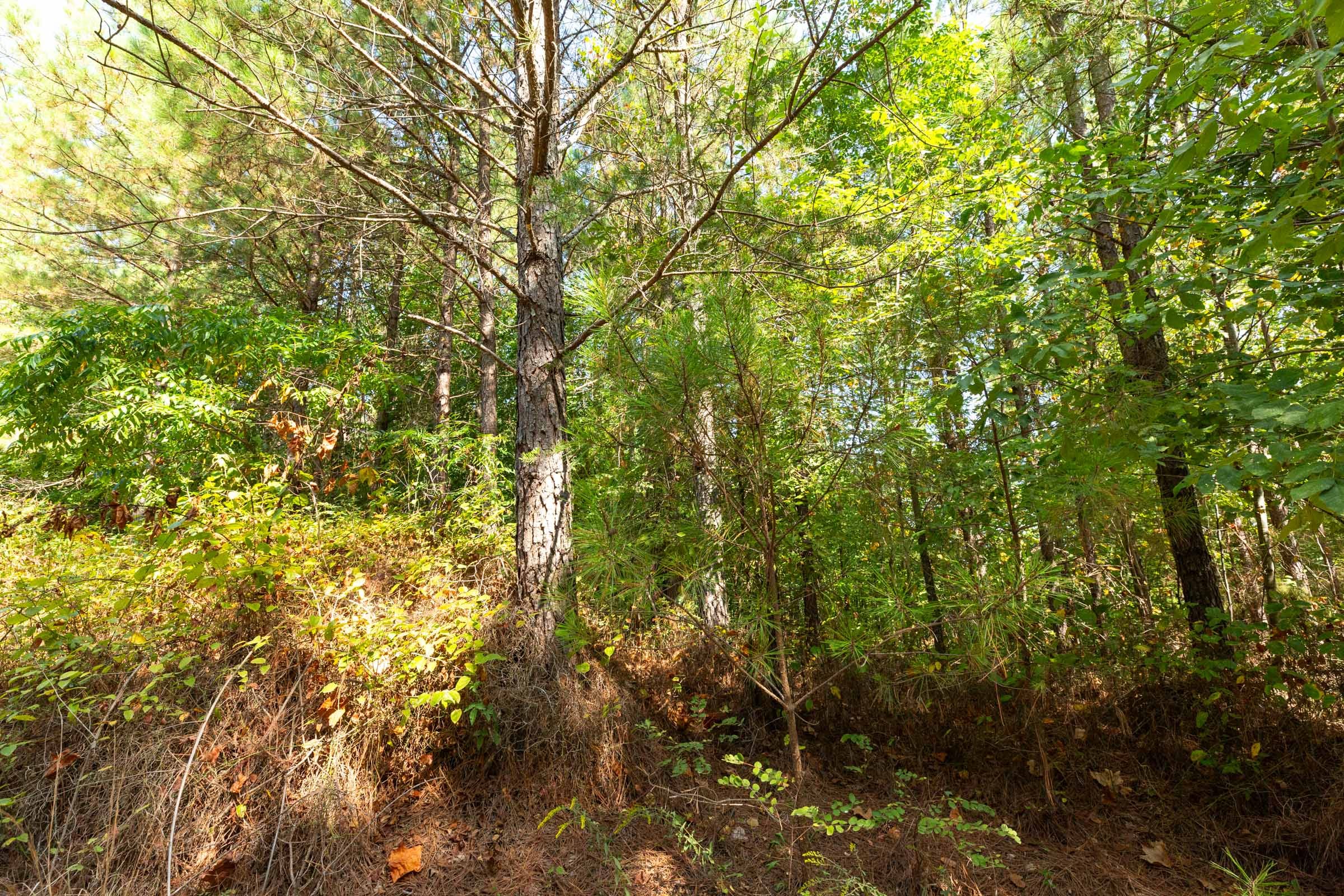 Harvest Ridge Tract 13 photo 9