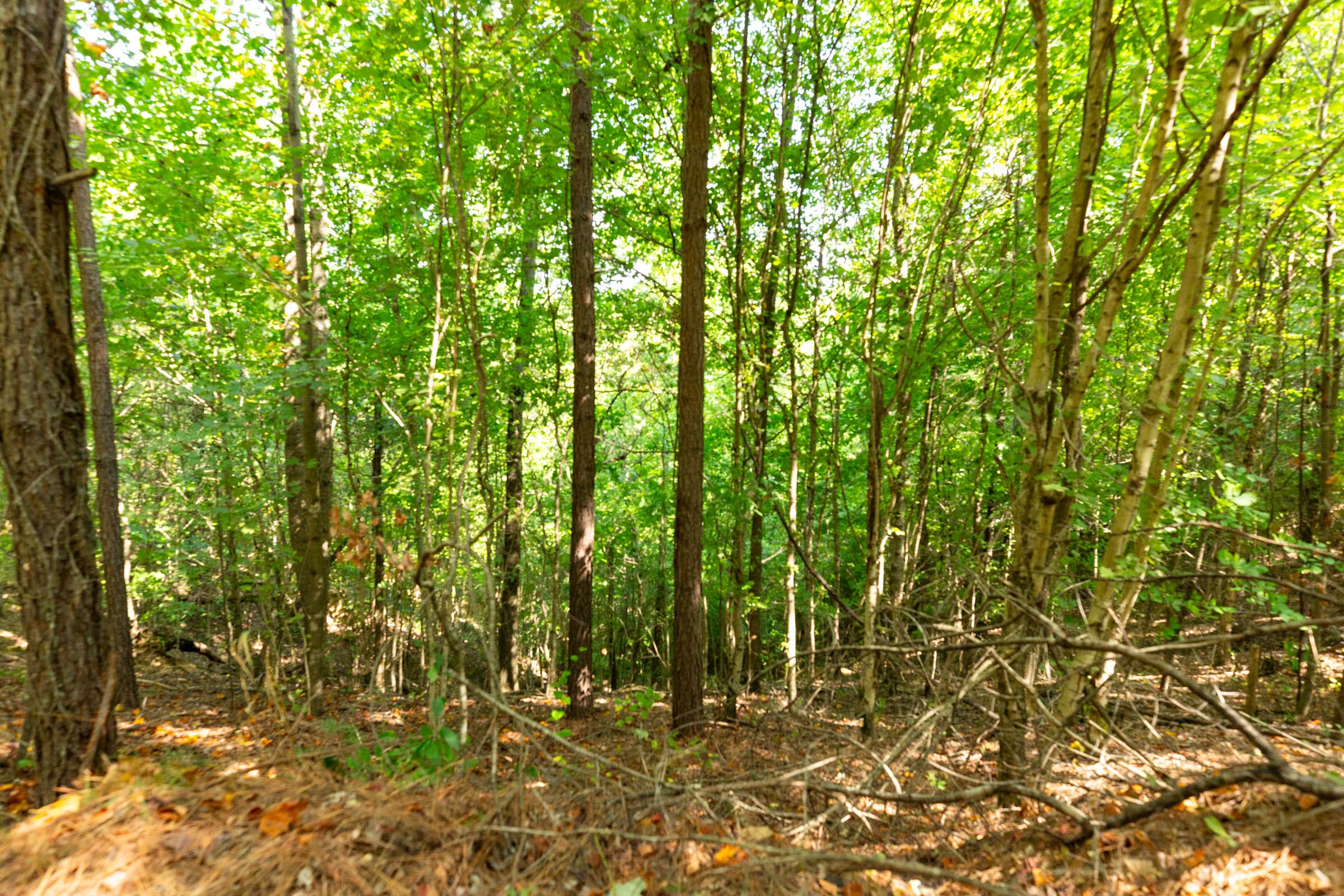 Harvest Ridge Tract 13 photo 10