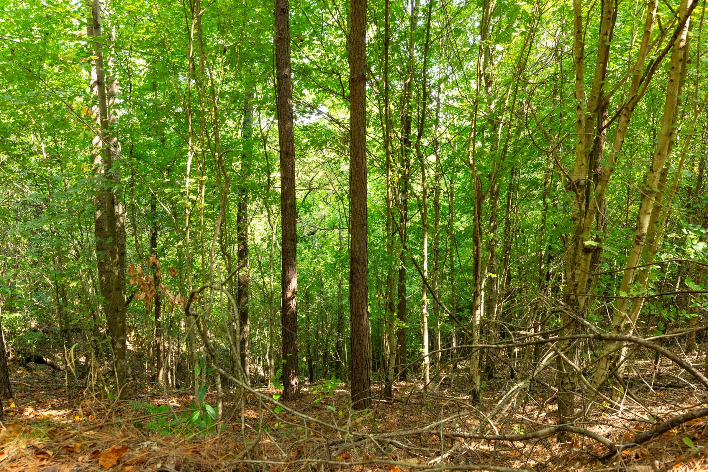 Harvest Ridge Tract 13 photo 12