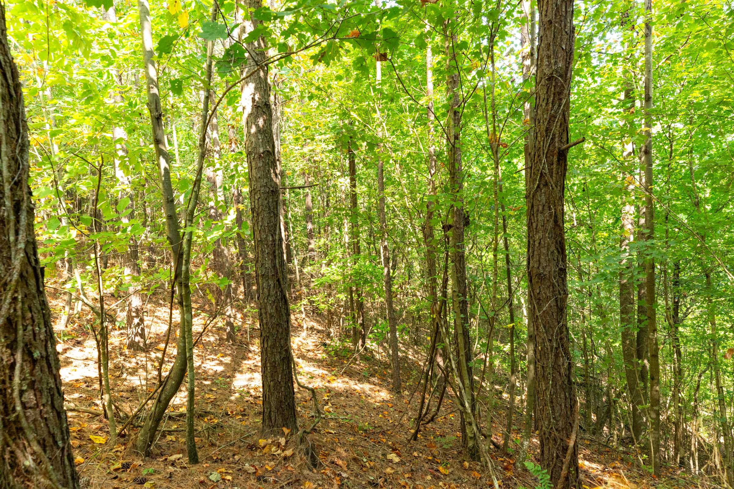 Harvest Ridge Tract 13 photo 13