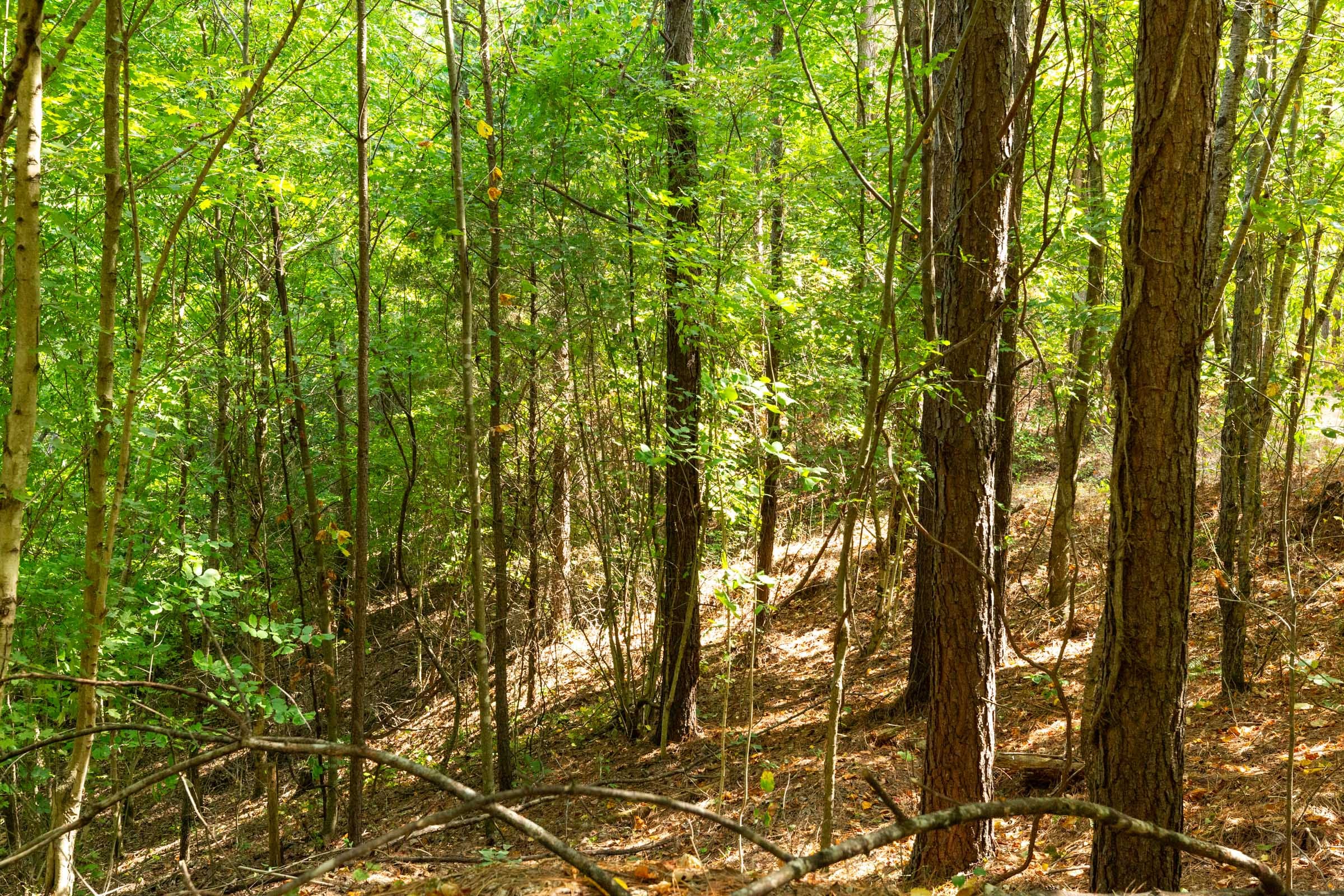 Harvest Ridge Tract 13 photo 15
