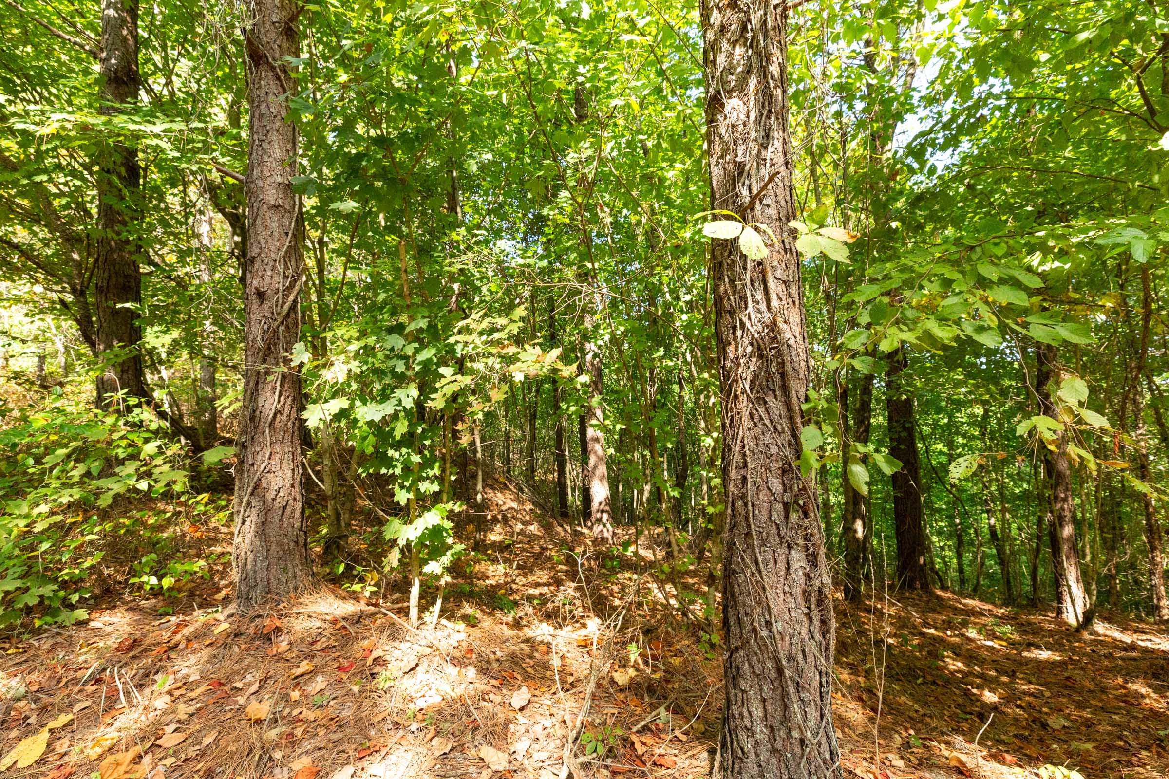 Harvest Ridge Tract 13 photo 11