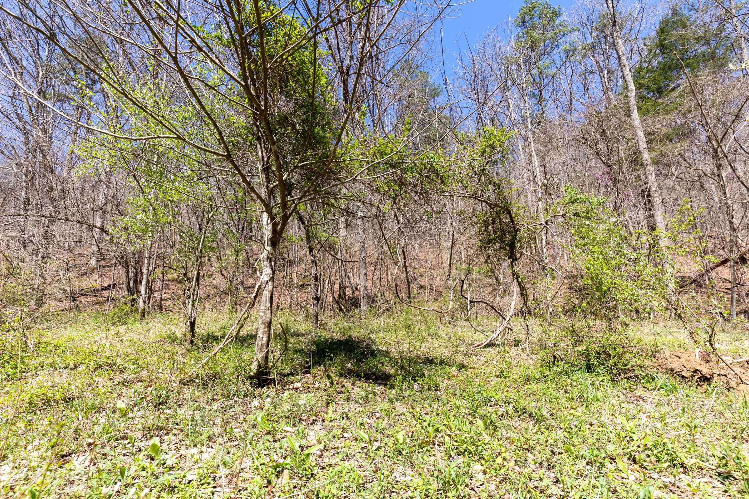 Woodland Heights Tract 6 photo 7