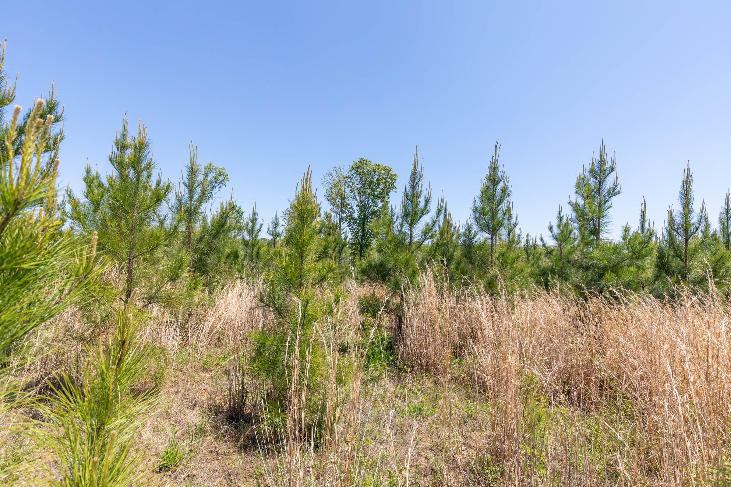 Clear Wood Tract 7 photo 5