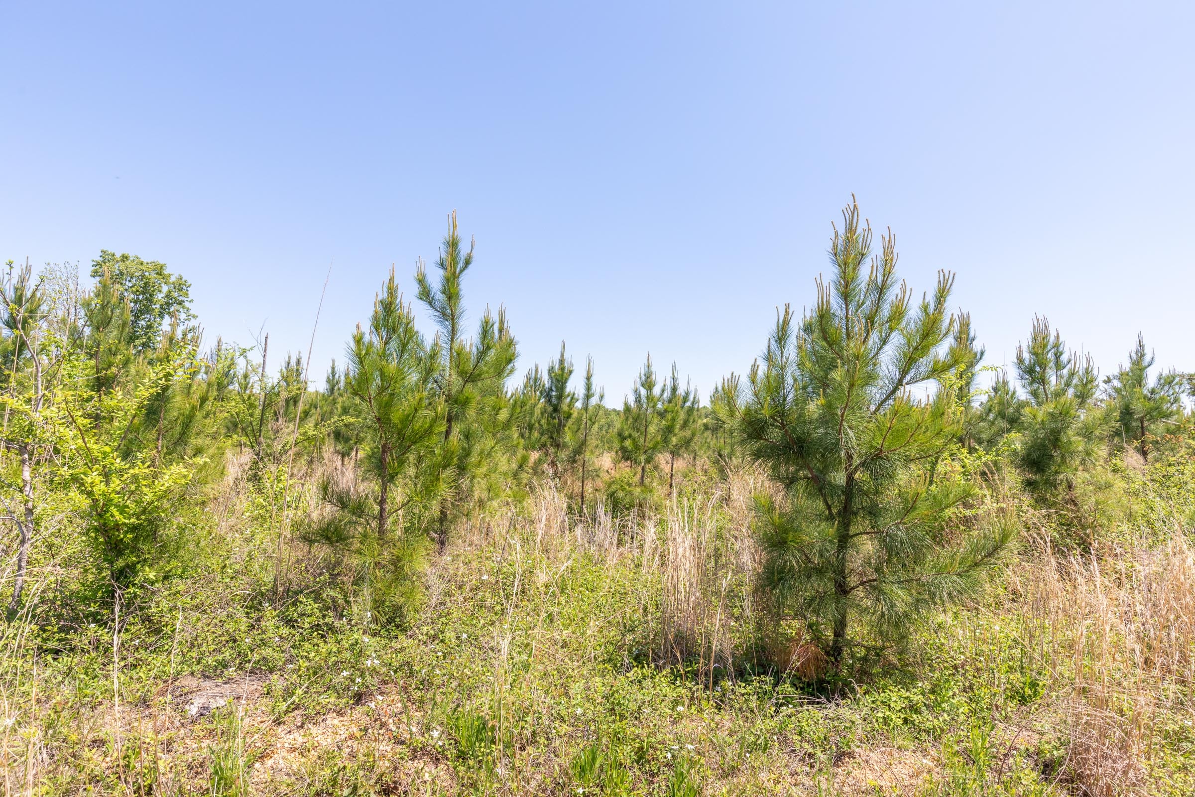 Clear Wood Tract 7 photo 6