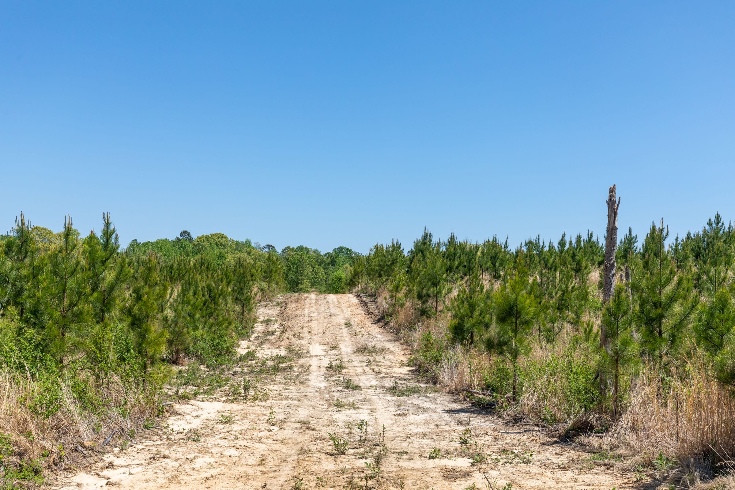 Clear Wood Tract 7 photo 7