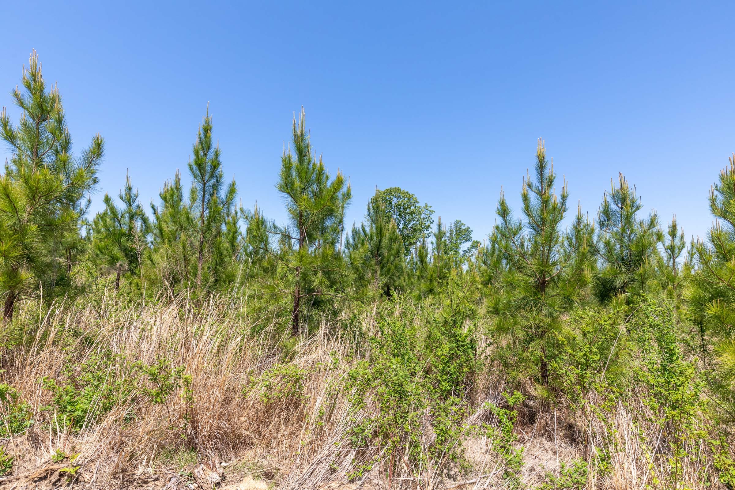 Clear Wood Tract 7 photo 8