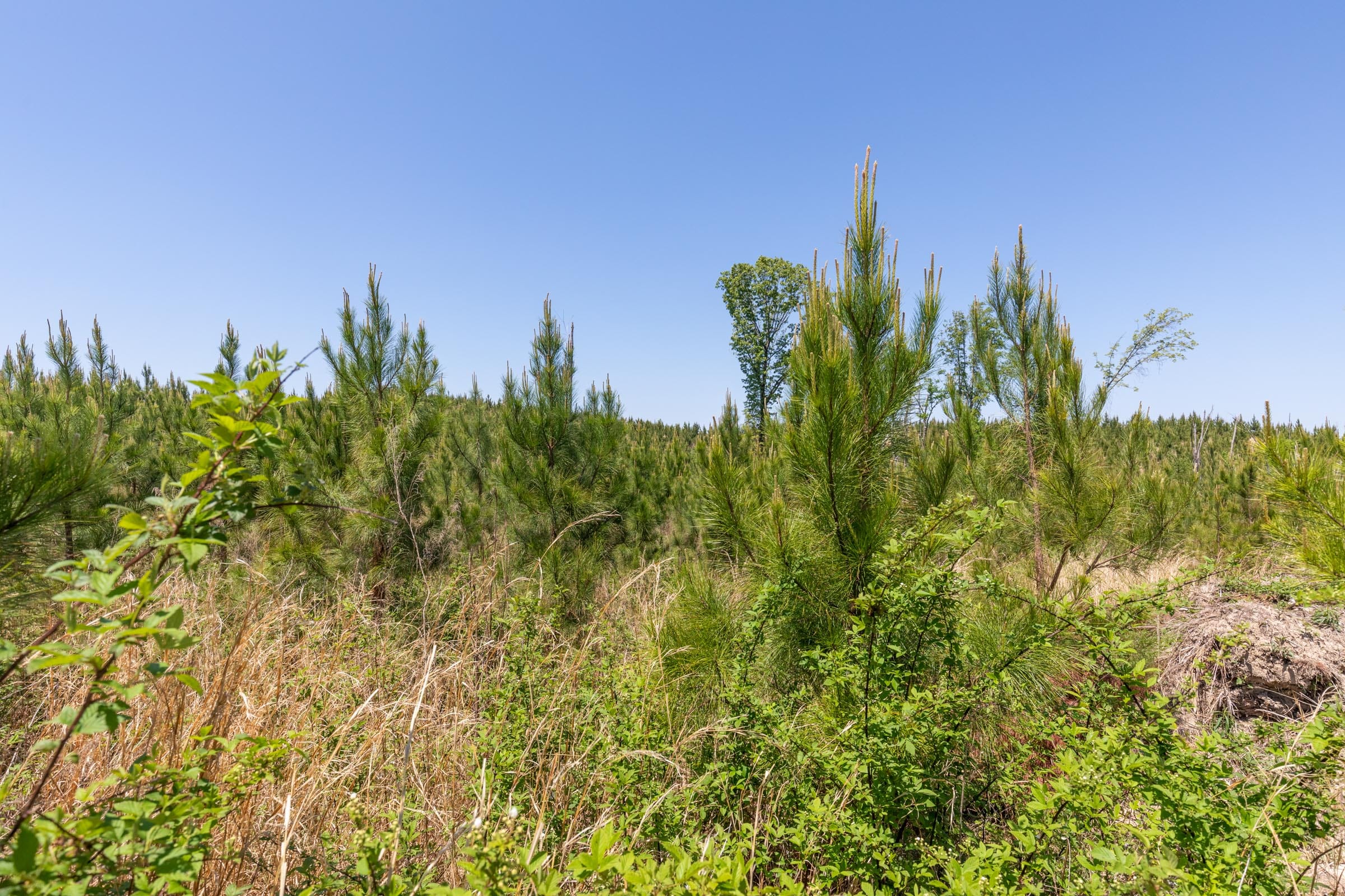 Clear Wood Tract 7 photo 9