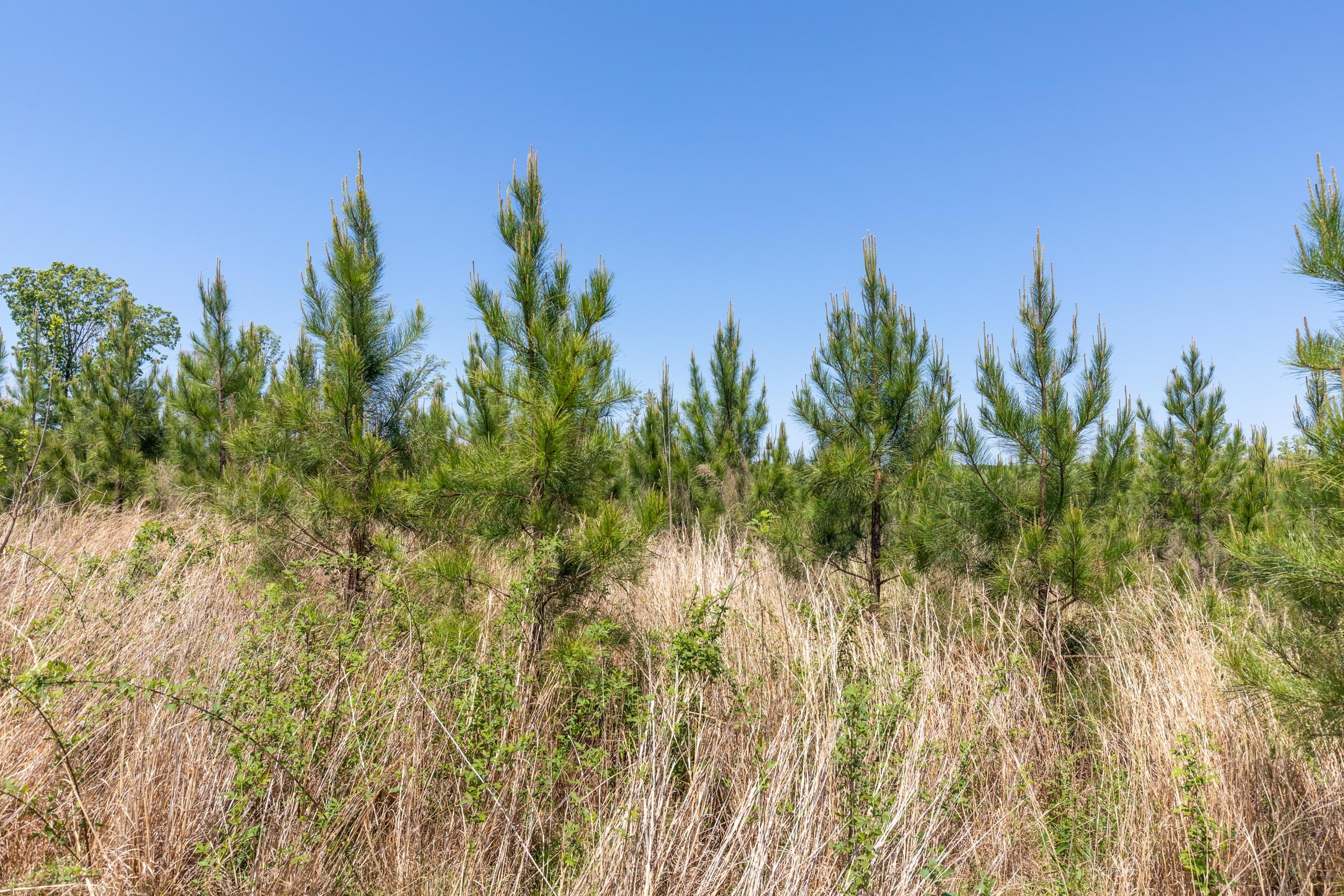 Clear Wood Tract 7 photo 10