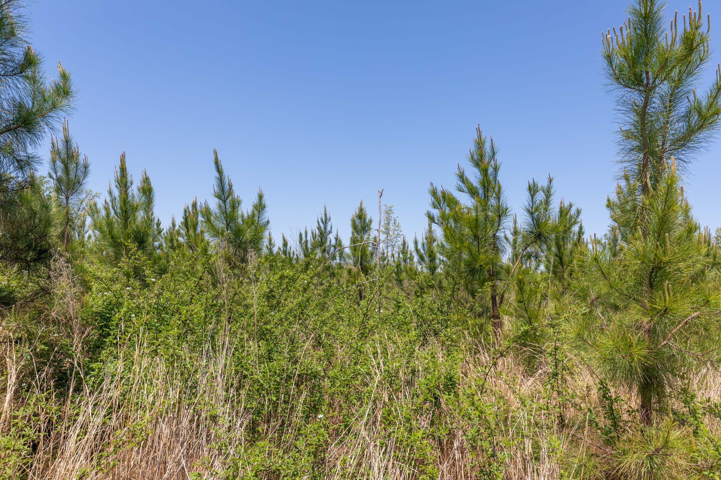 Clear Wood Tract 7 photo 11