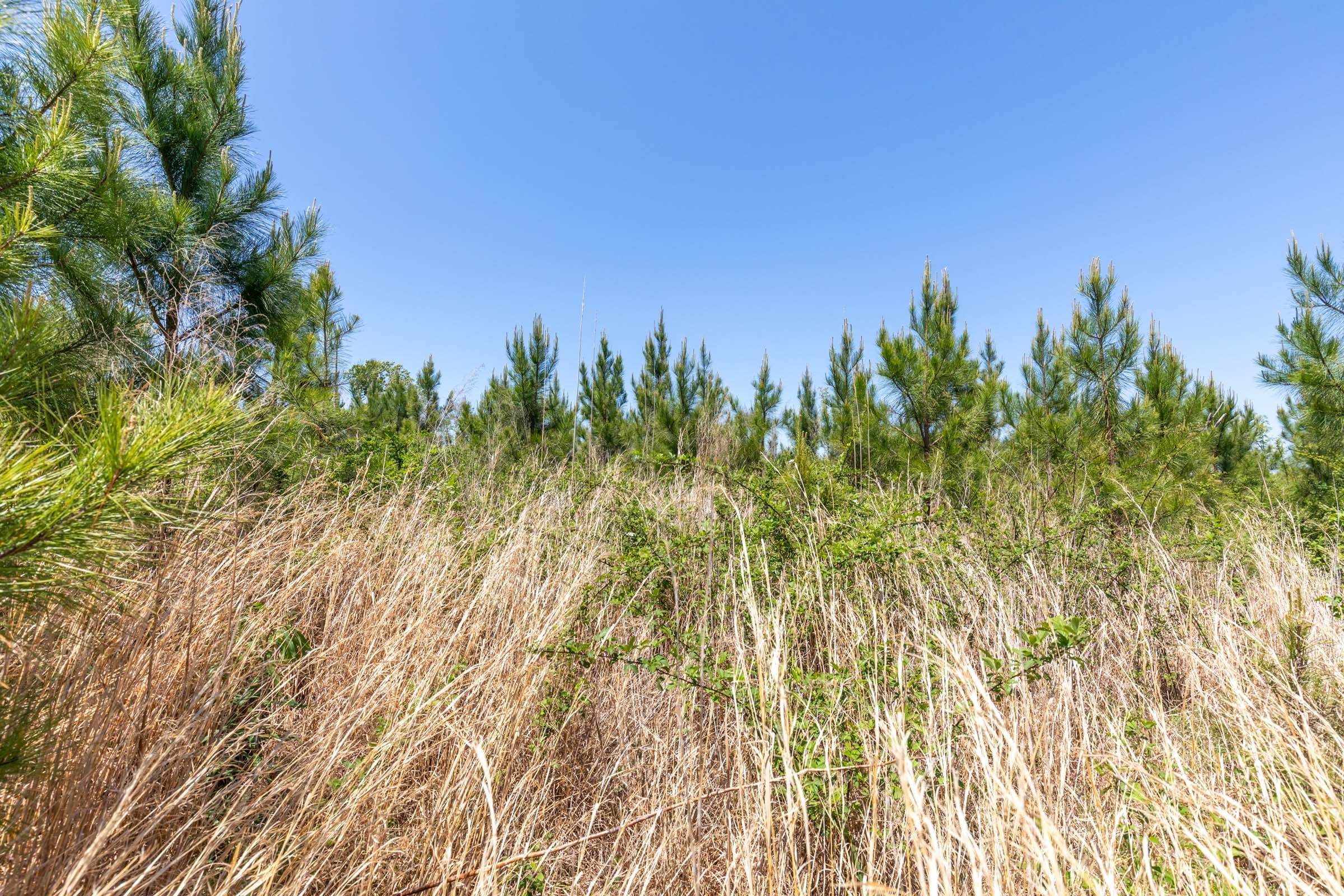 Clear Wood Tract 7 photo 12