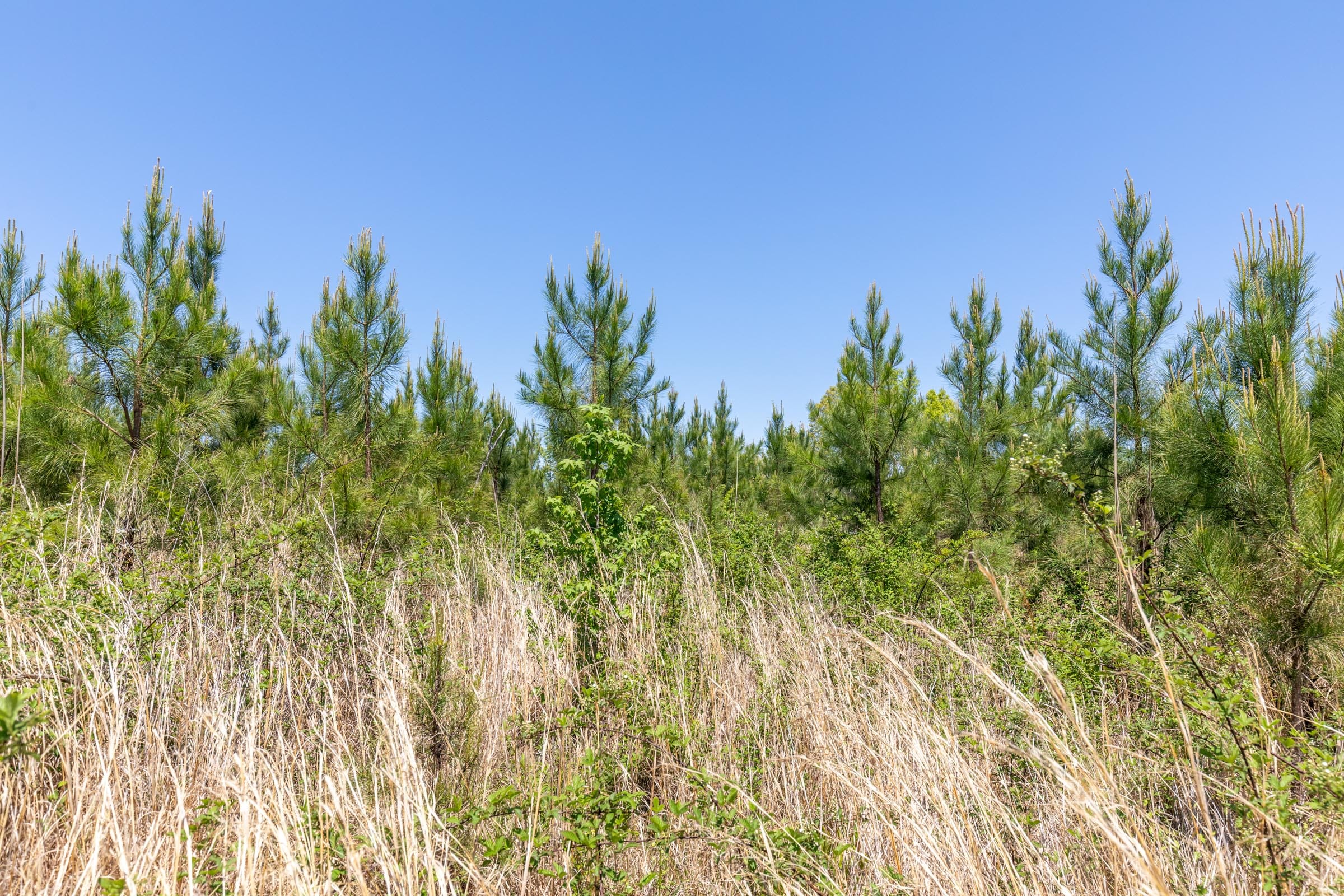 Clear Wood Tract 7 photo 13