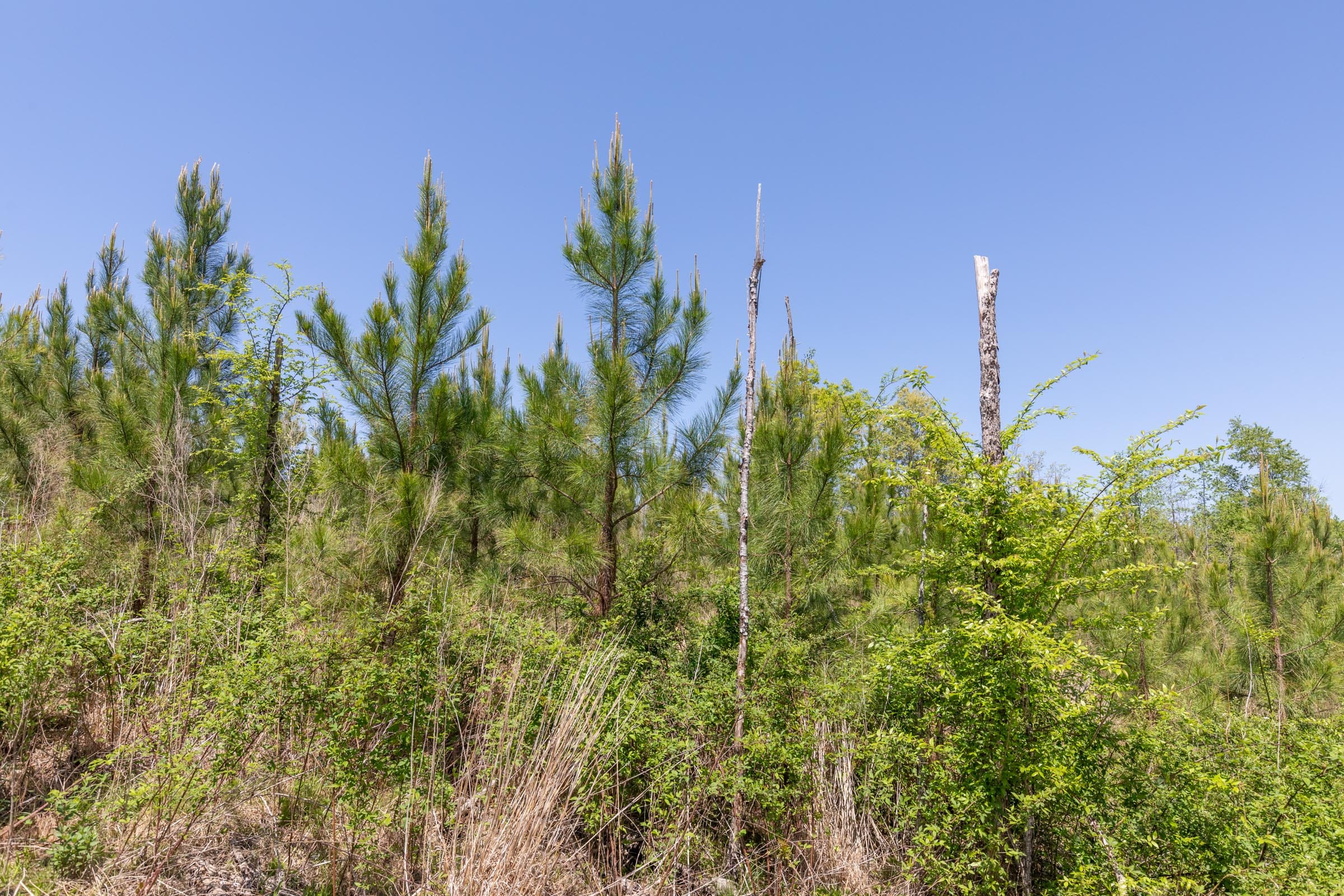 Clear Wood Tract 7 photo 15