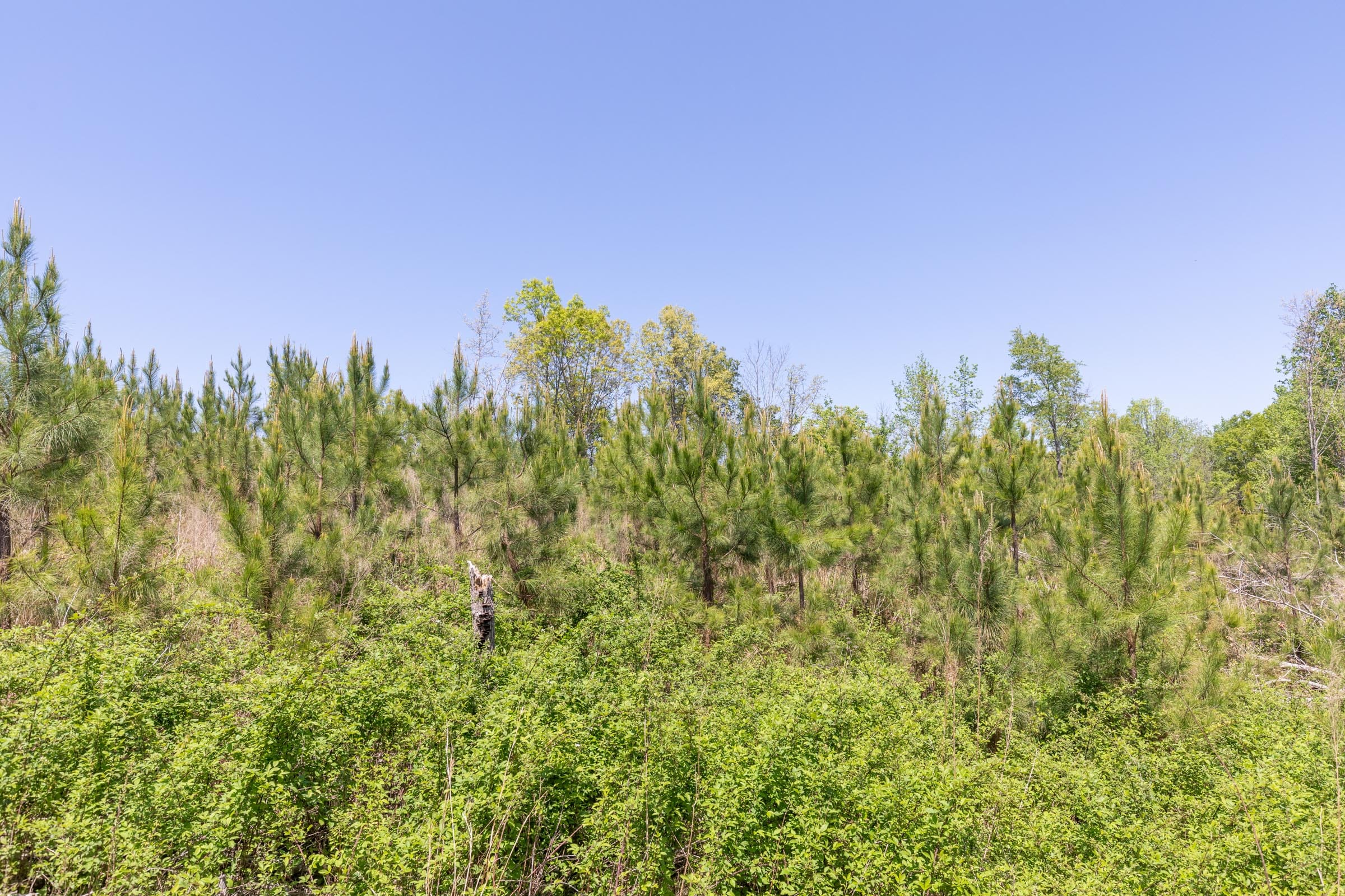Clear Wood Tract 7 photo 16
