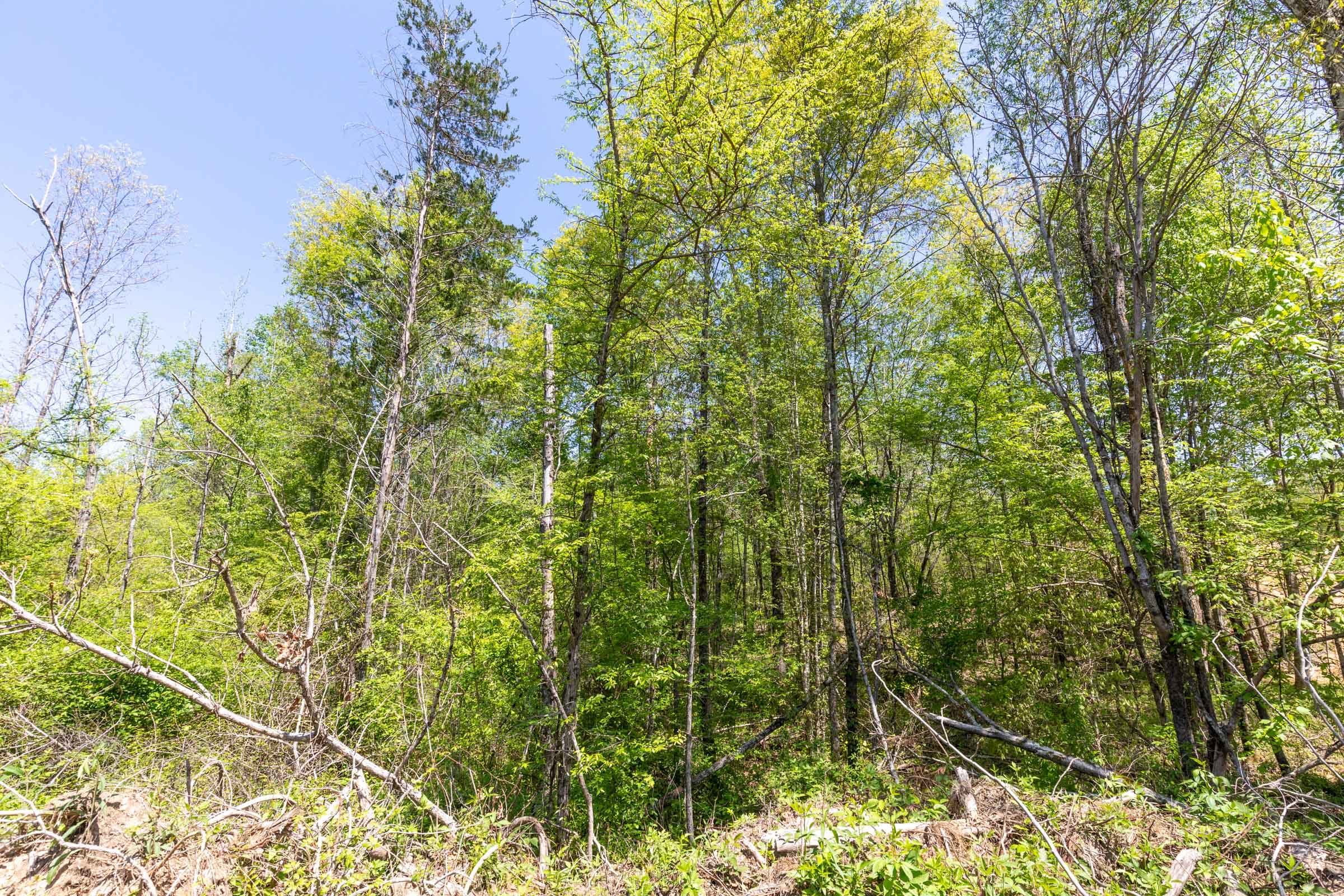 Clear Wood Tract 7 photo 17