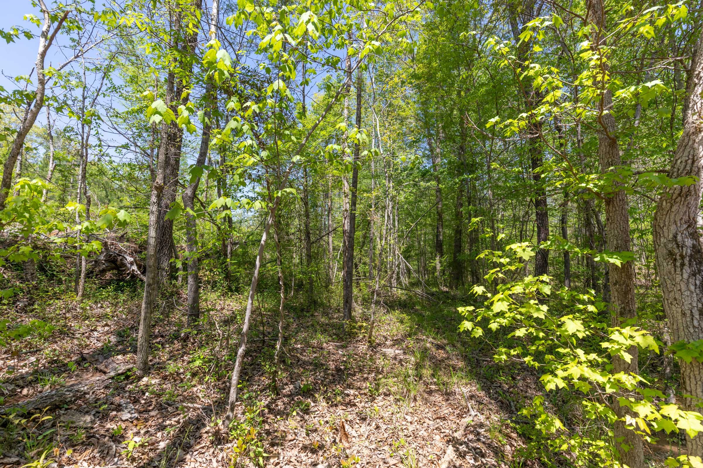 Clear Wood Tract 7 photo 18
