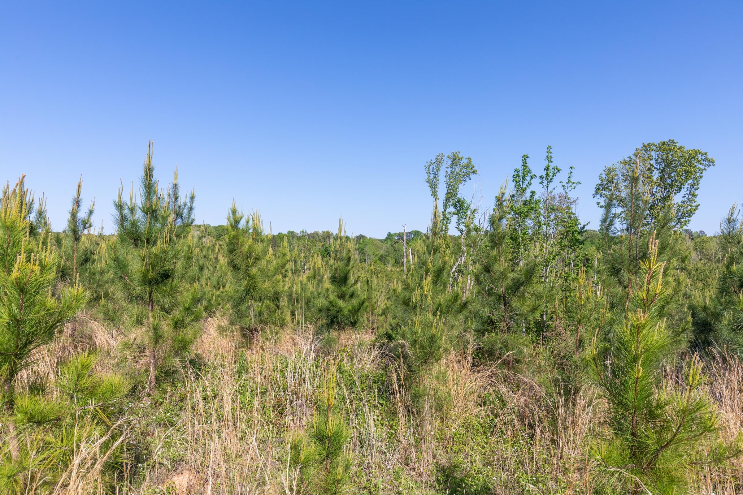 Clear Wood Tract 7 photo 20