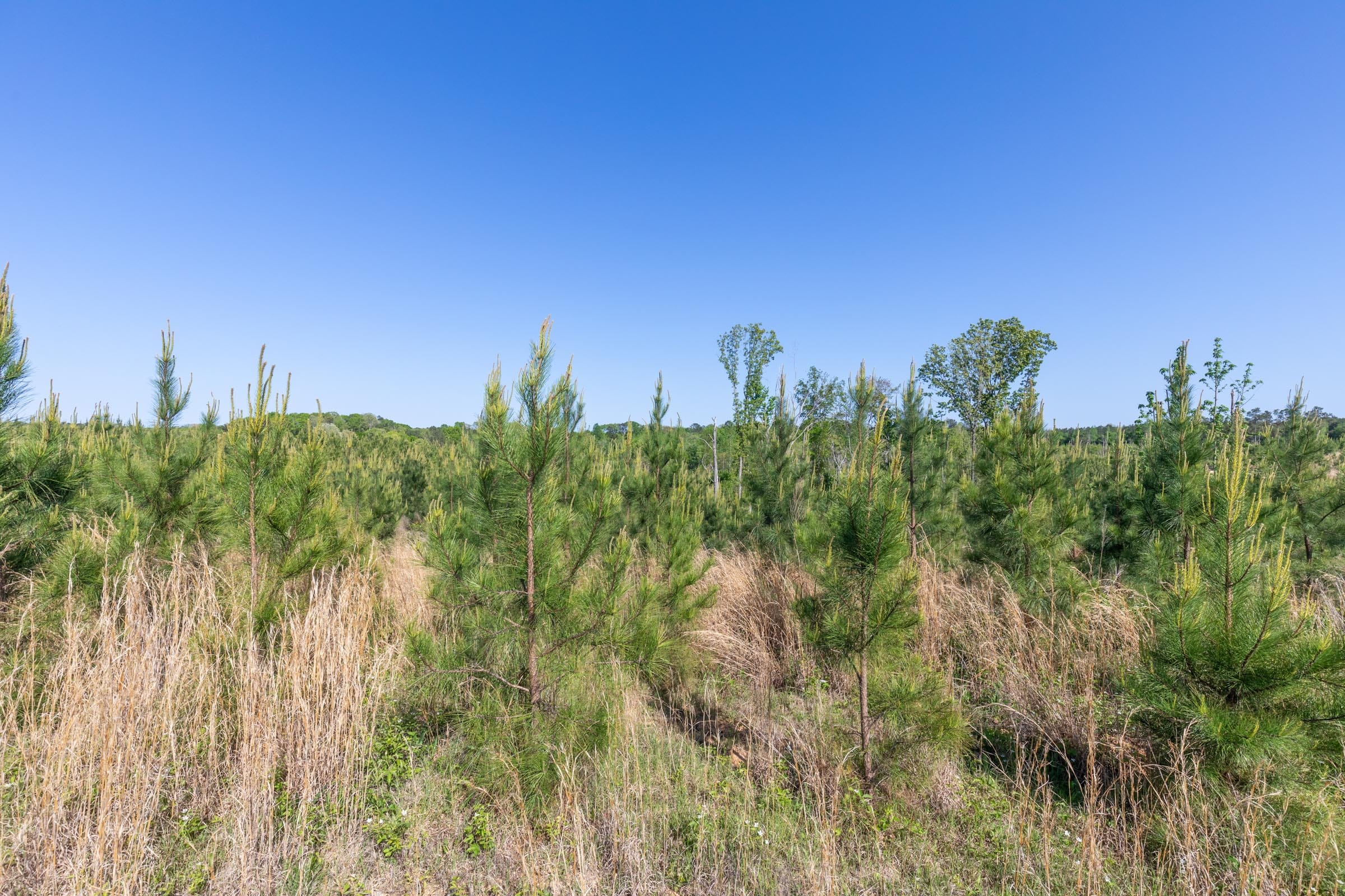 Clear Wood Tract 7 photo 21