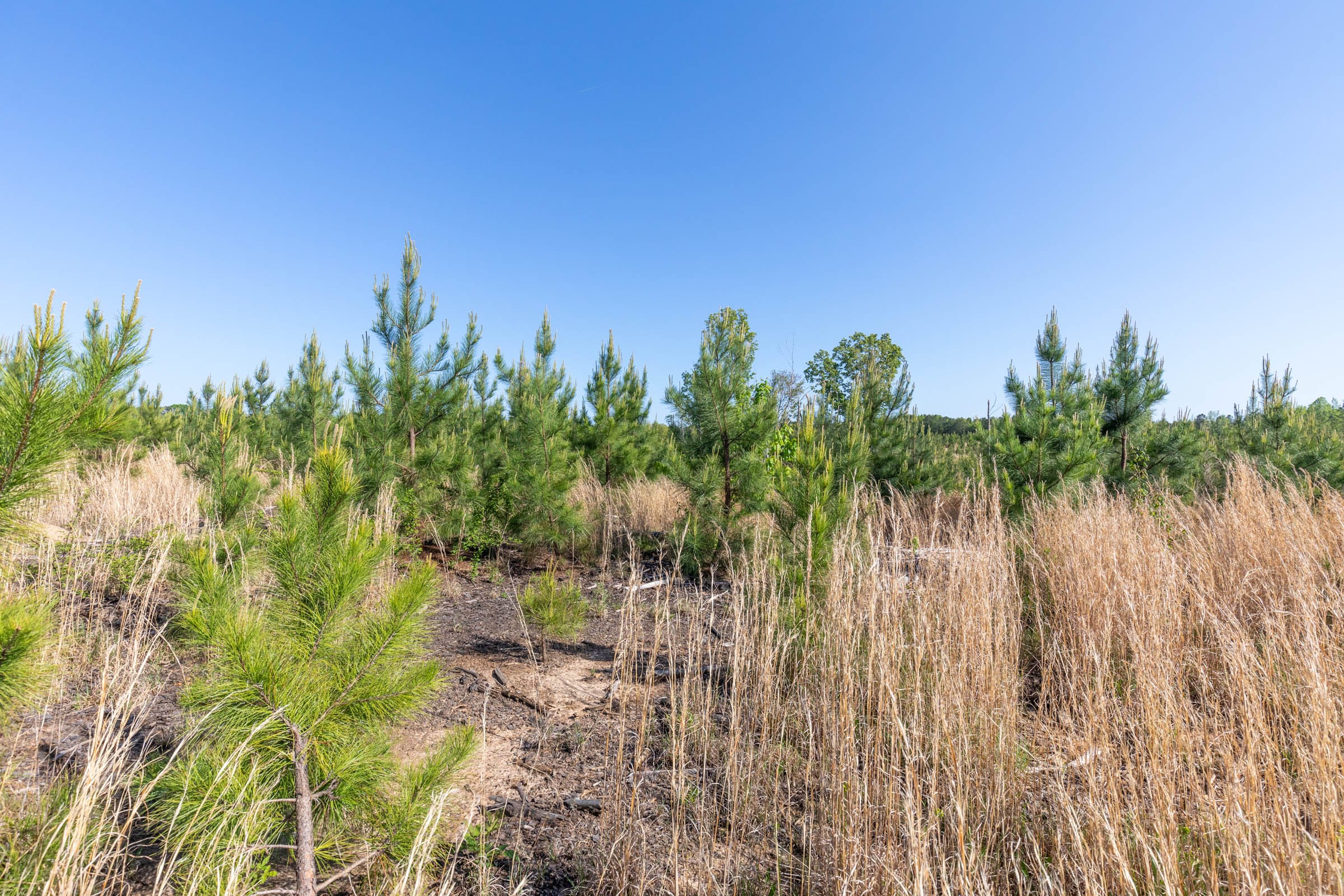 Clear Wood Tract 7 photo 23