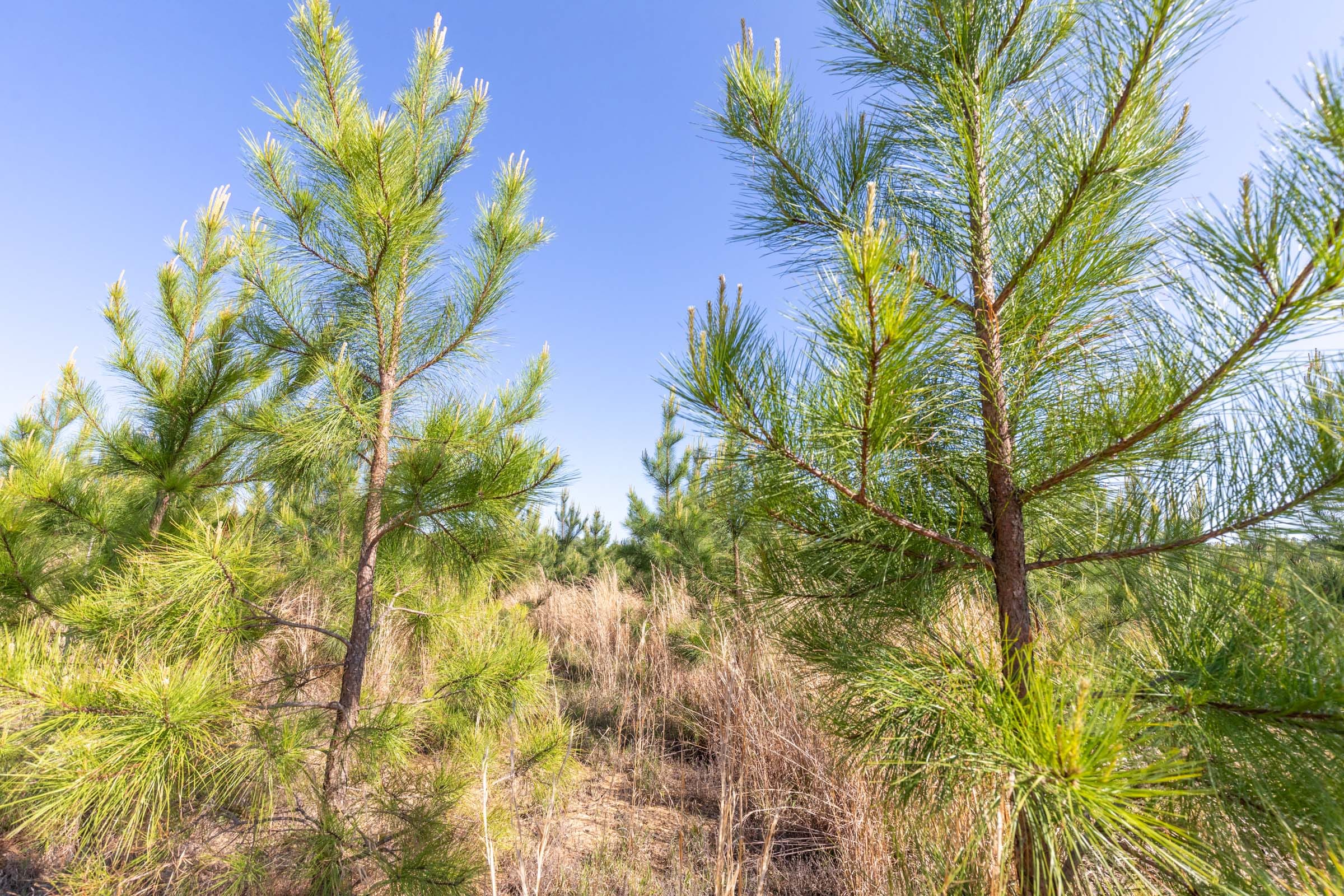 Clear Wood Tract 7 photo 24