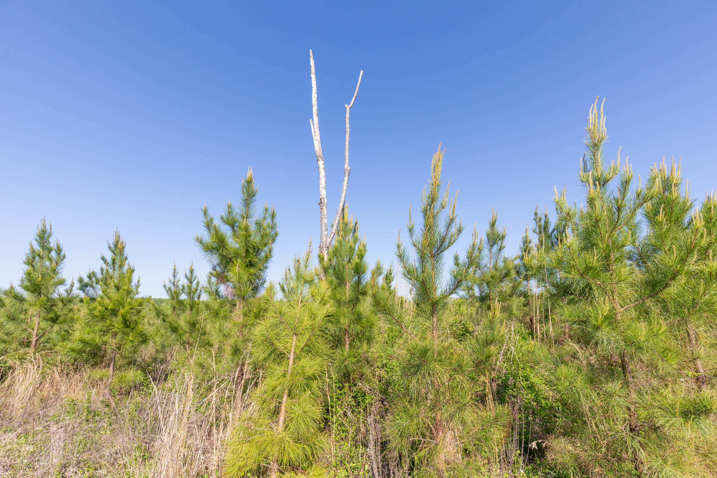 Clear Wood Tract 7 photo 27
