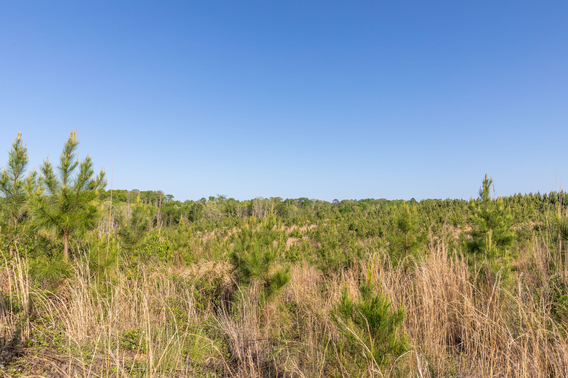 Clear Wood Tract 7 photo 29