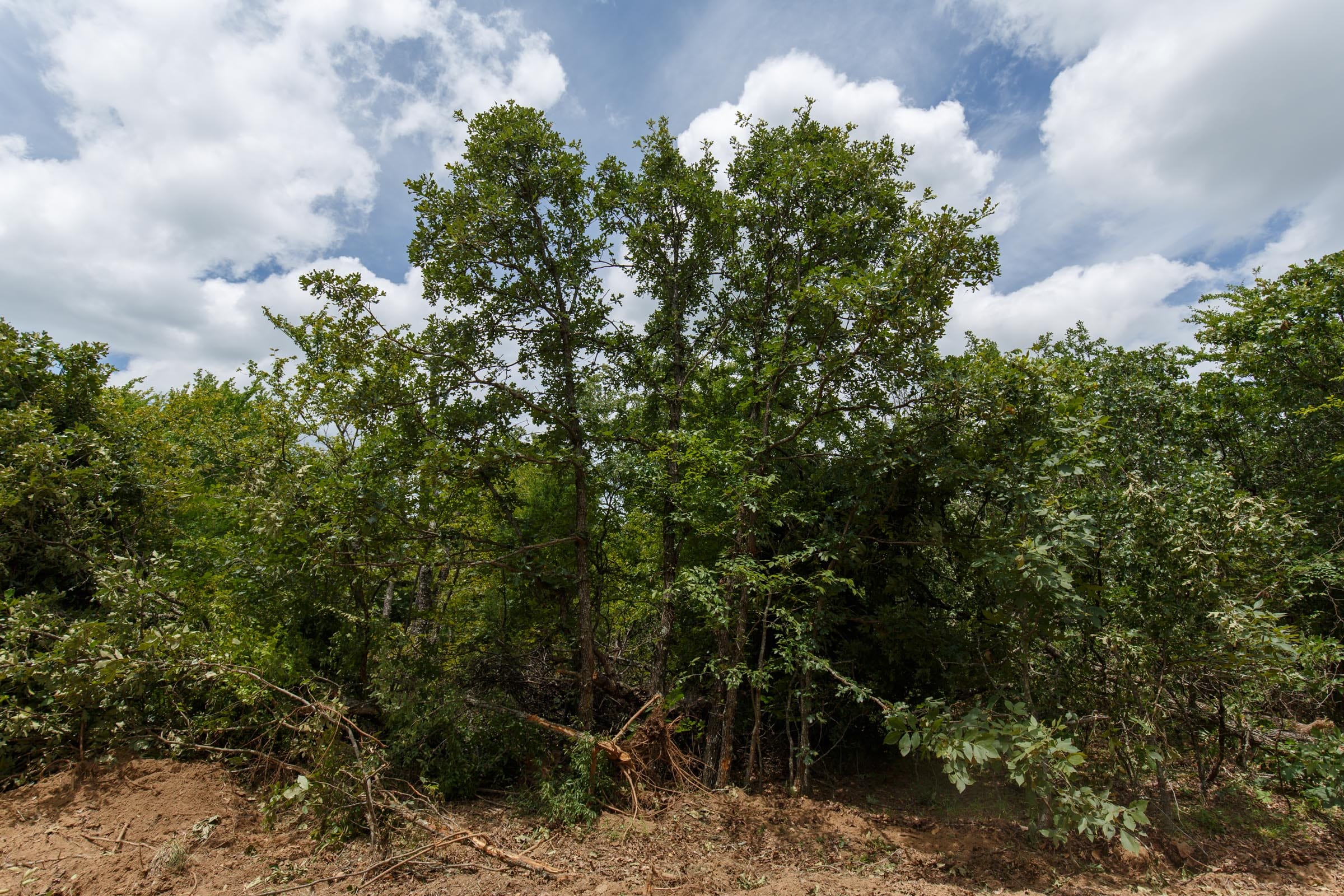 Timber Ridge Tract 4 photo 3