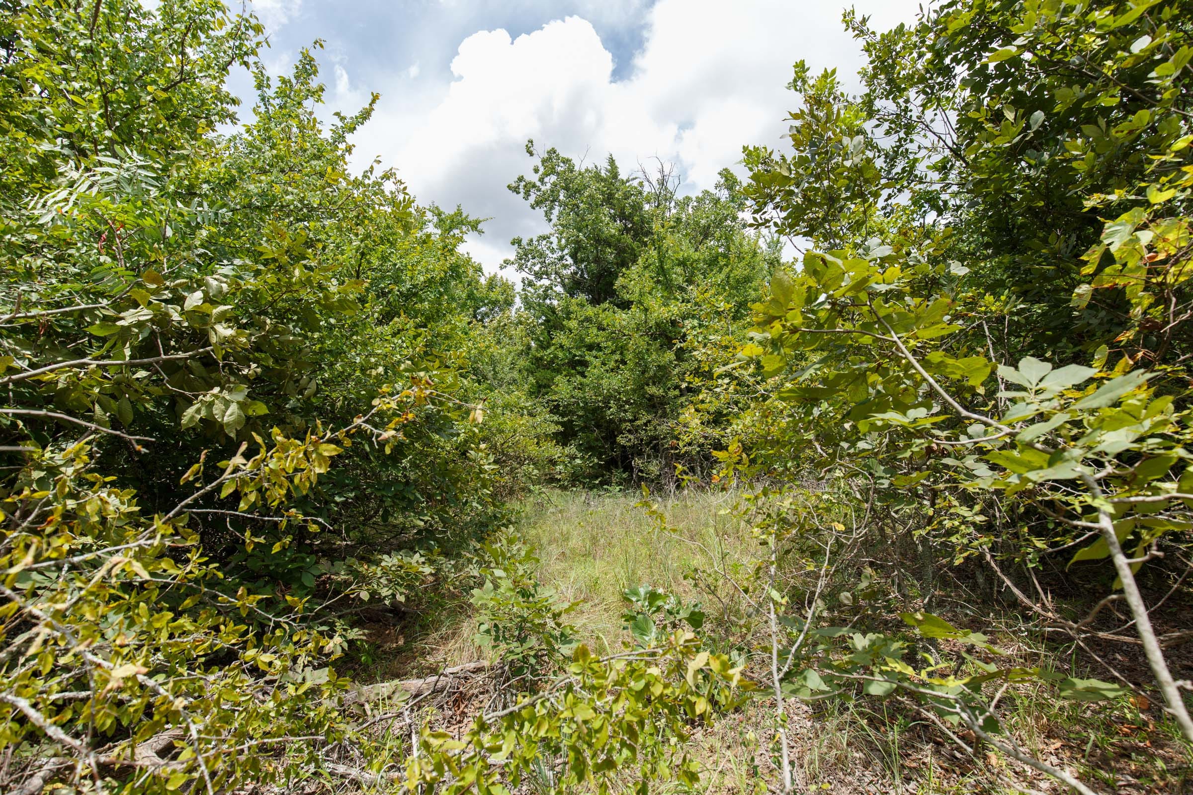Timber Ridge Tract 4 photo 5