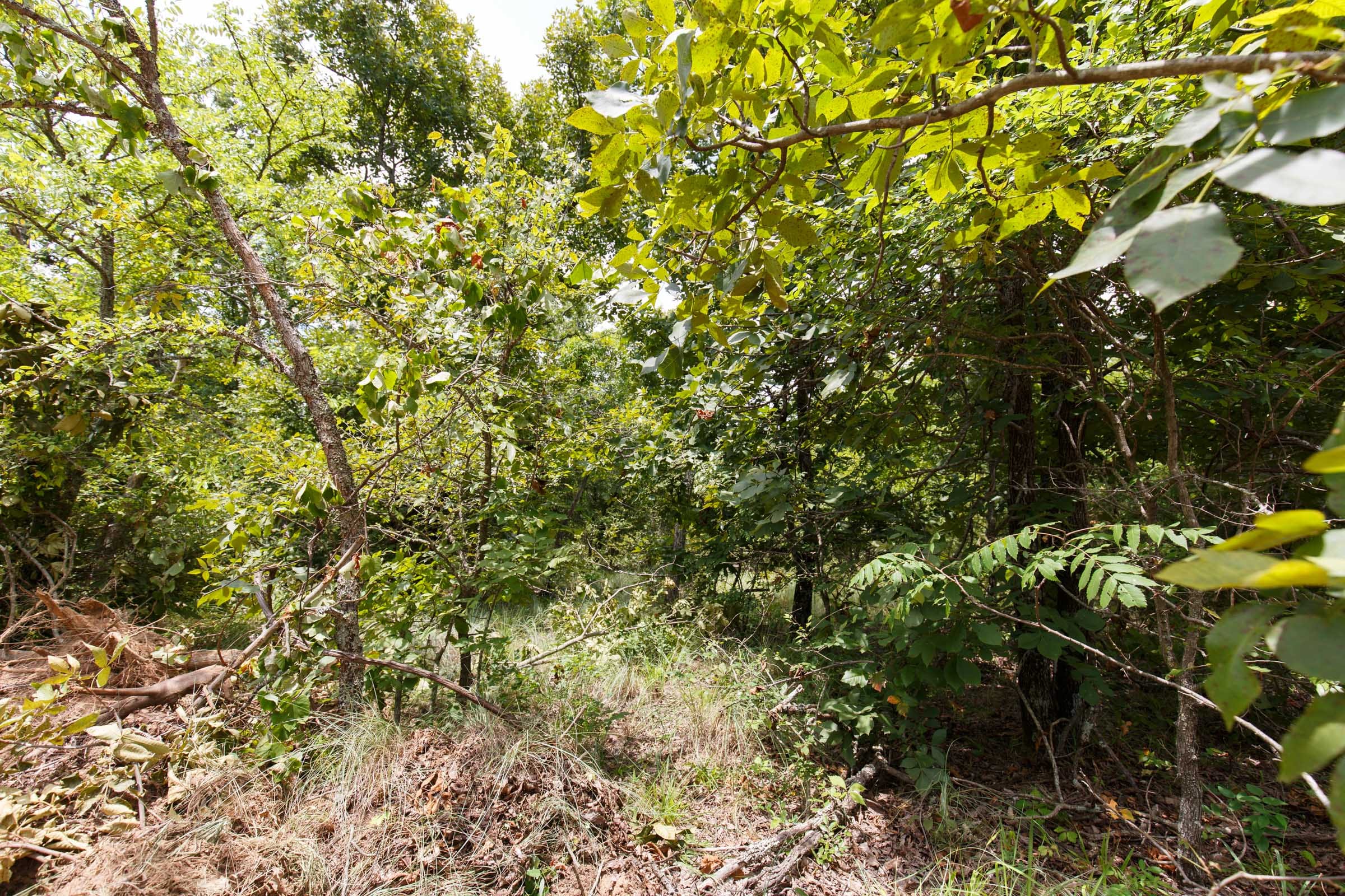 Timber Ridge Tract 4 photo 7
