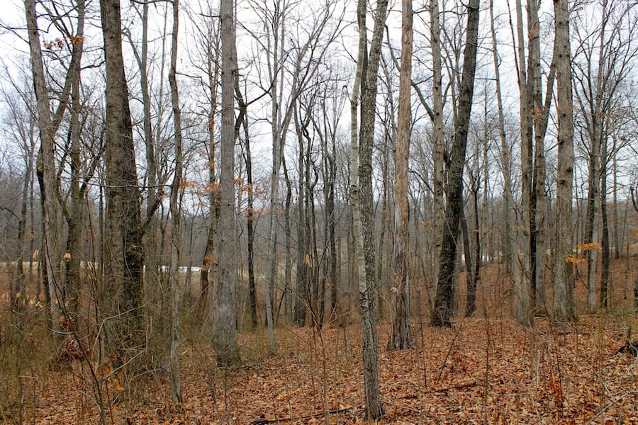 The Tennessean Tract 46 photo 4