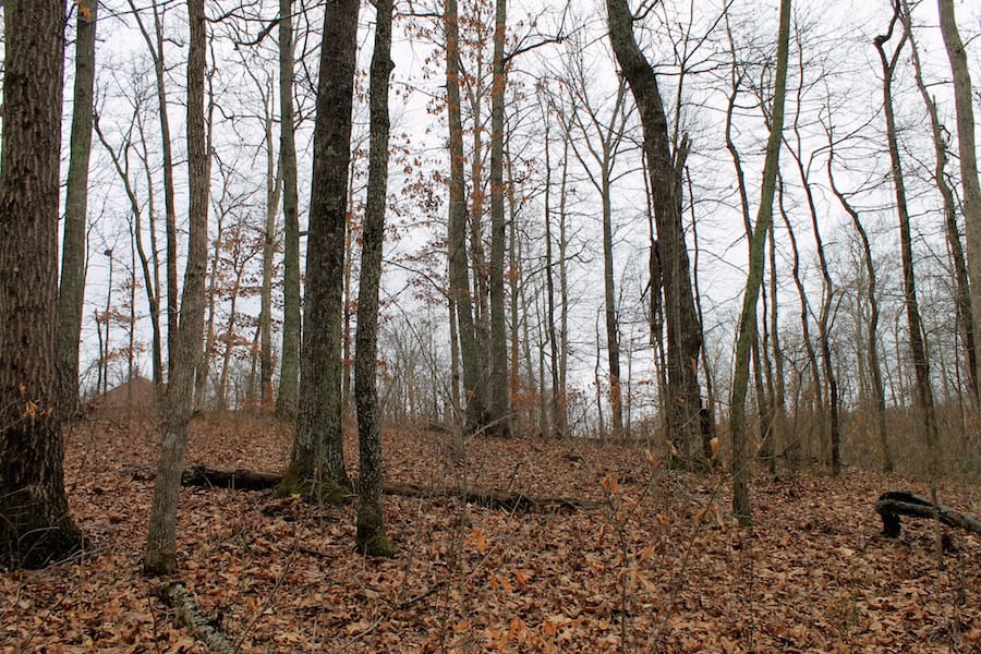 The Tennessean Tract 46 photo 6