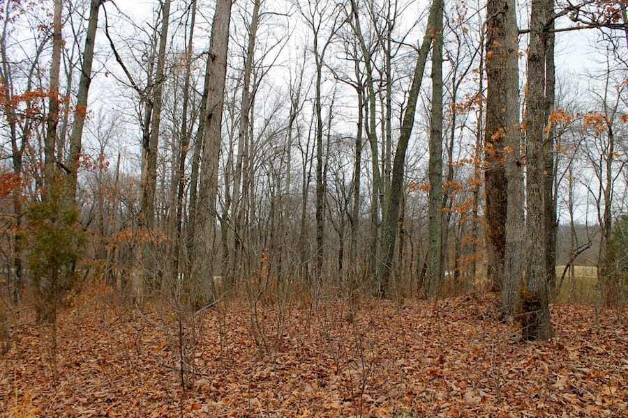 The Tennessean Tract 46 photo 15